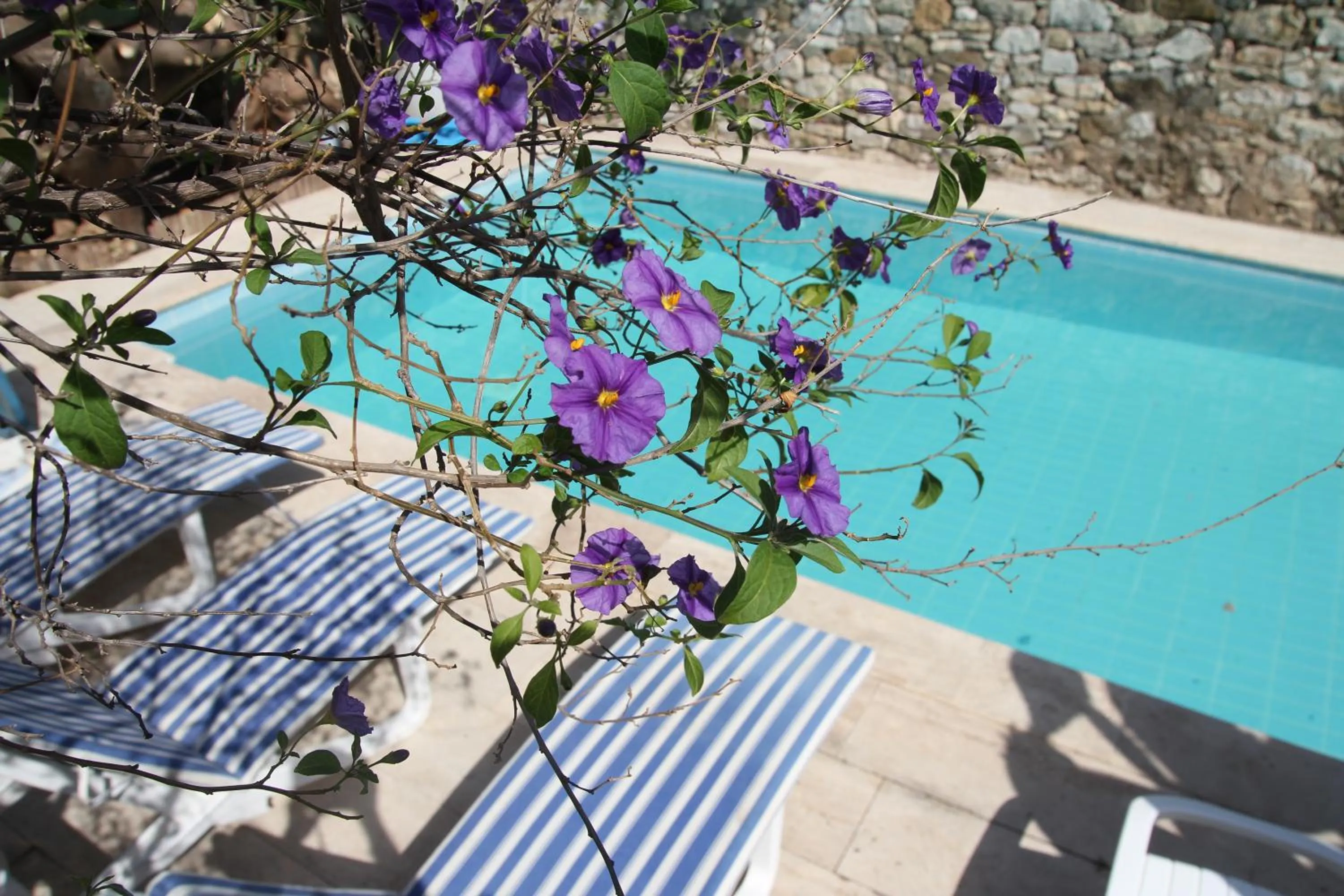 Swimming pool in Eski Datça Pansiyon