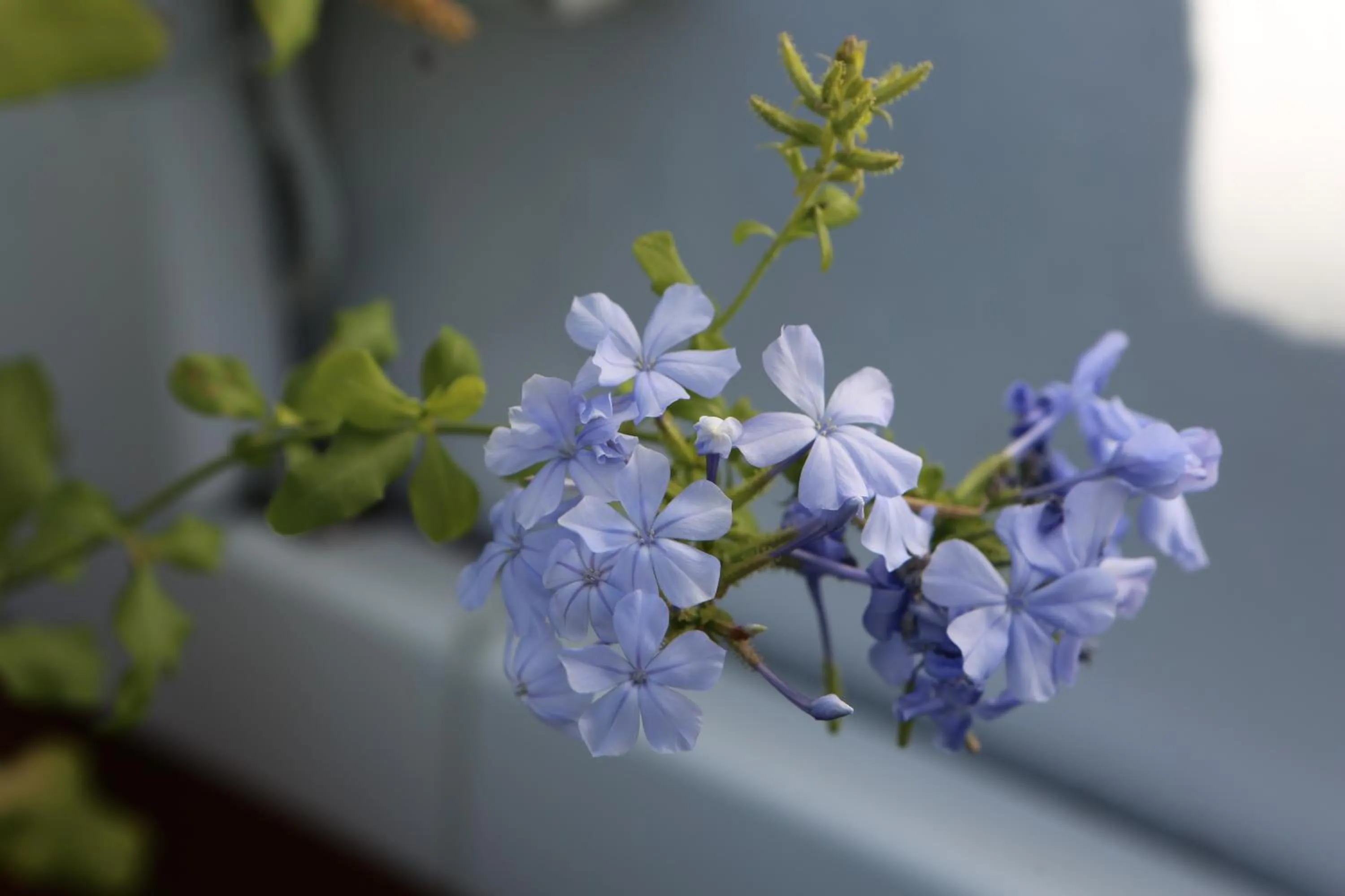 Garden in Hostal Santa Catalina