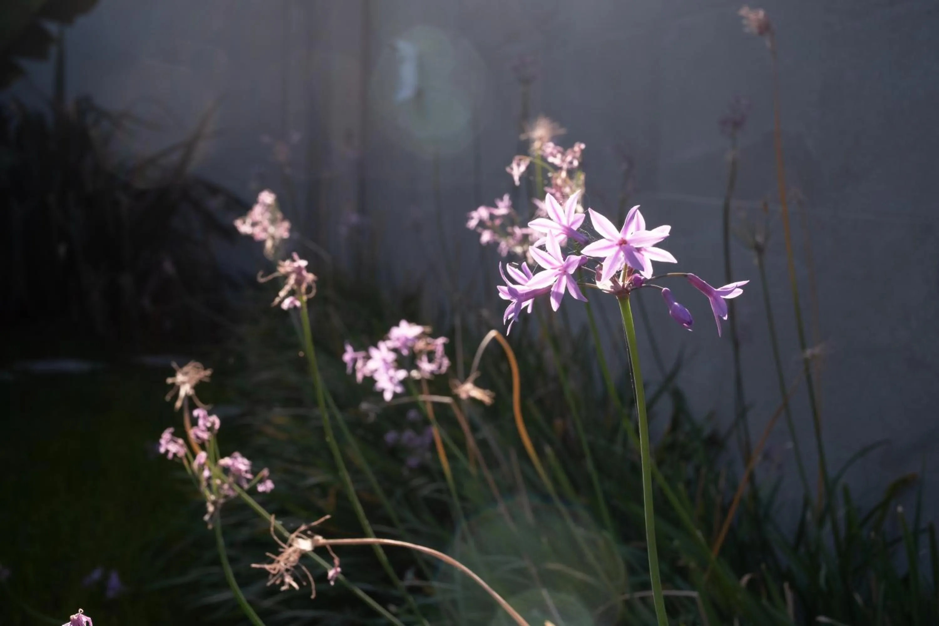 Garden view in Divina Charme