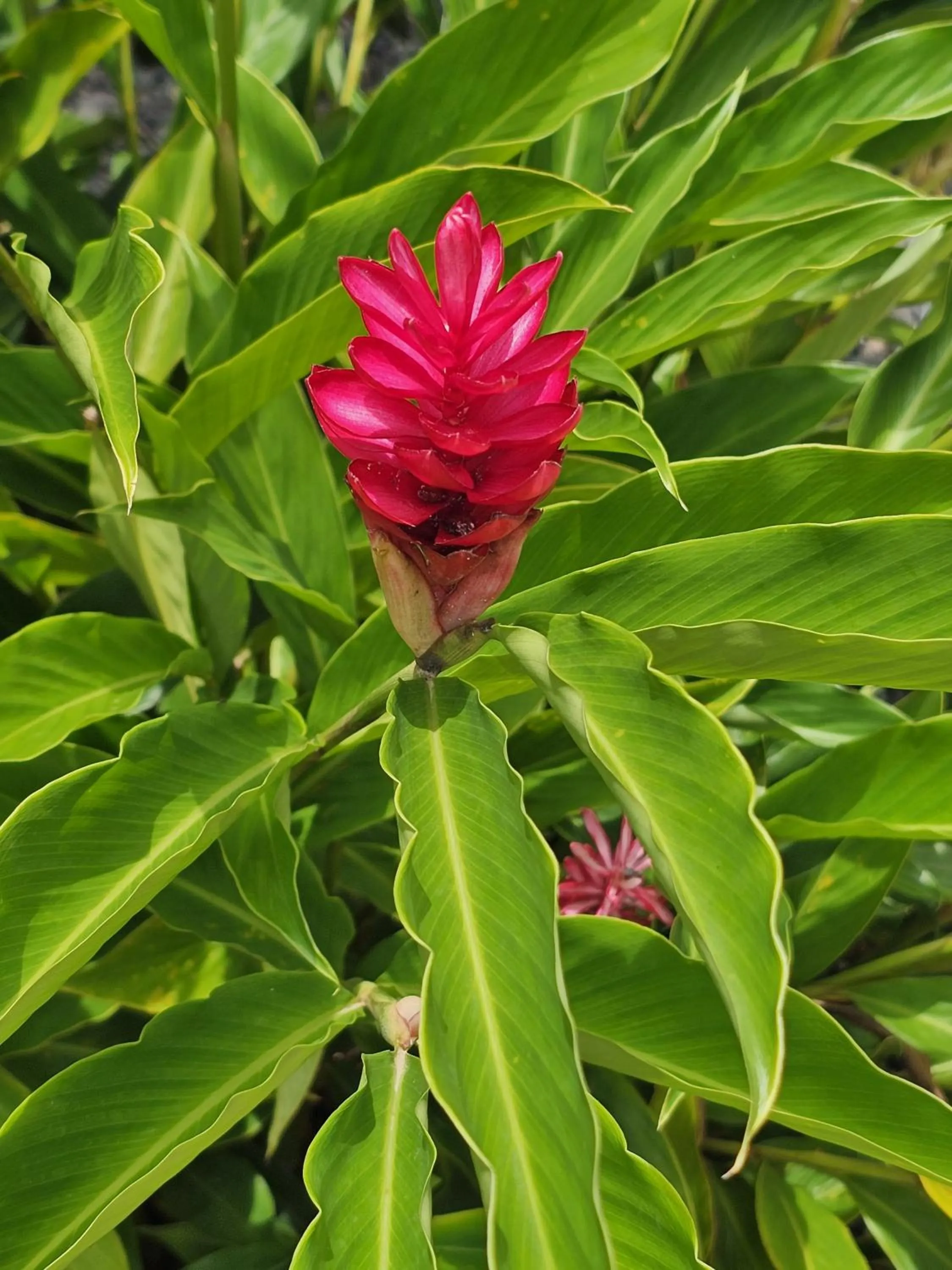 Garden in Yuli Hotel