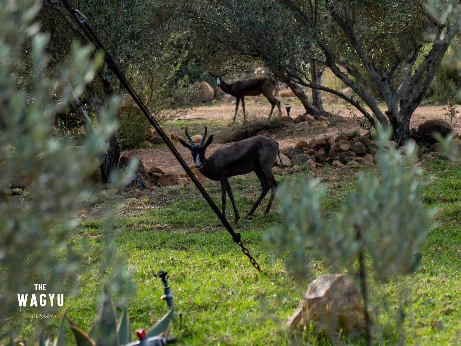 Garden in Wagyu Mountain Lodge