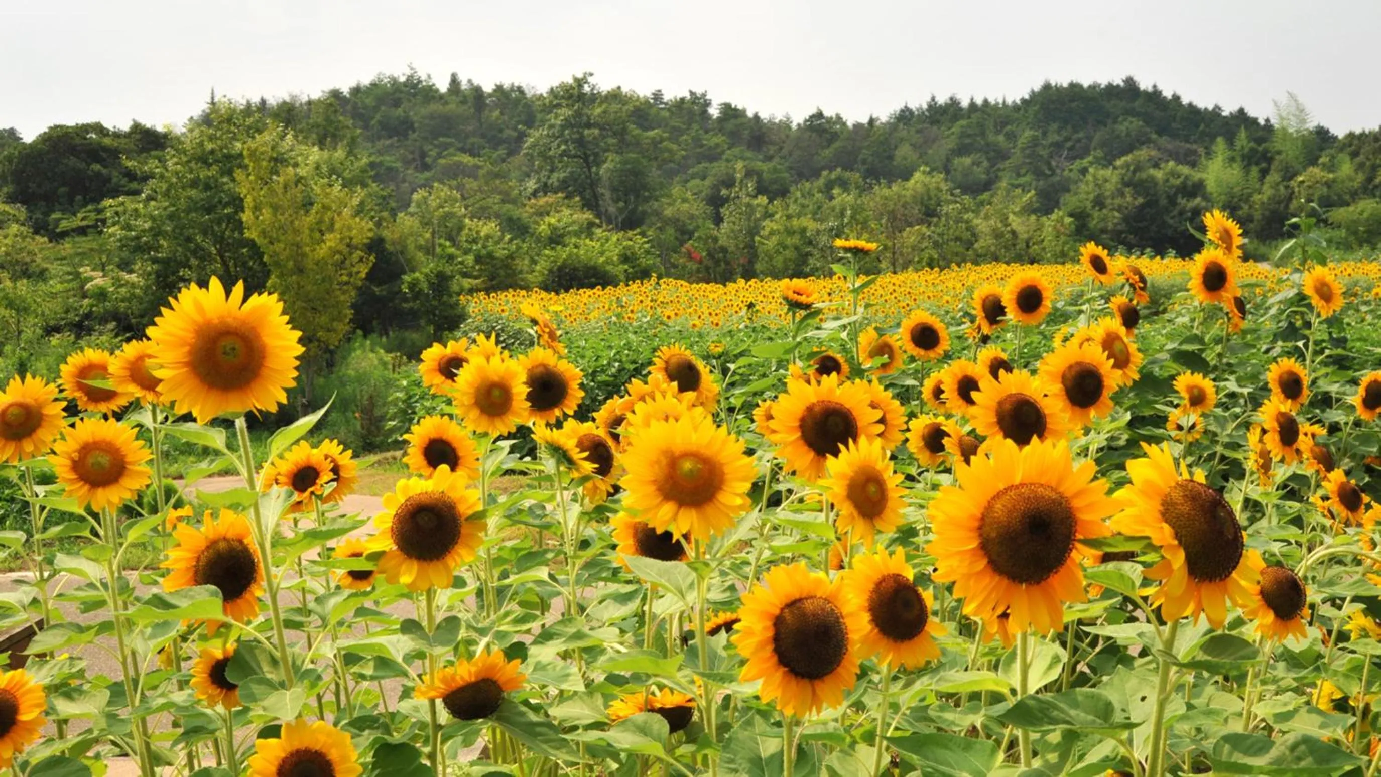 Nearby landmark in Kyukamura Sanuki-Goshikidai