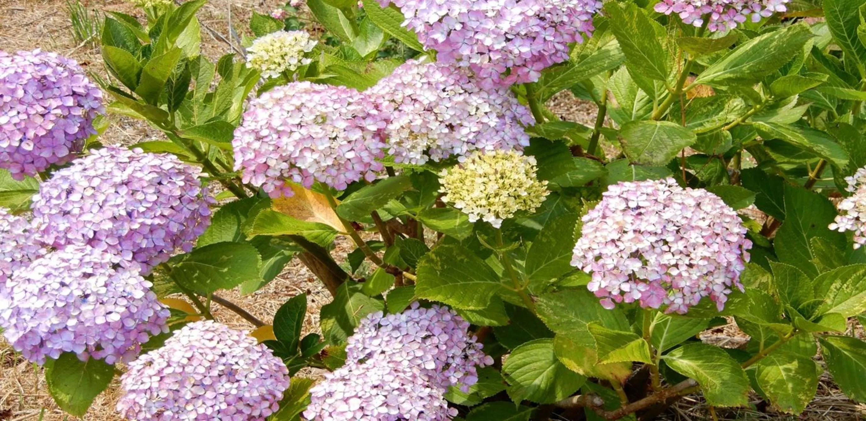 Garden in Kyukamura Setouchi-Toyo