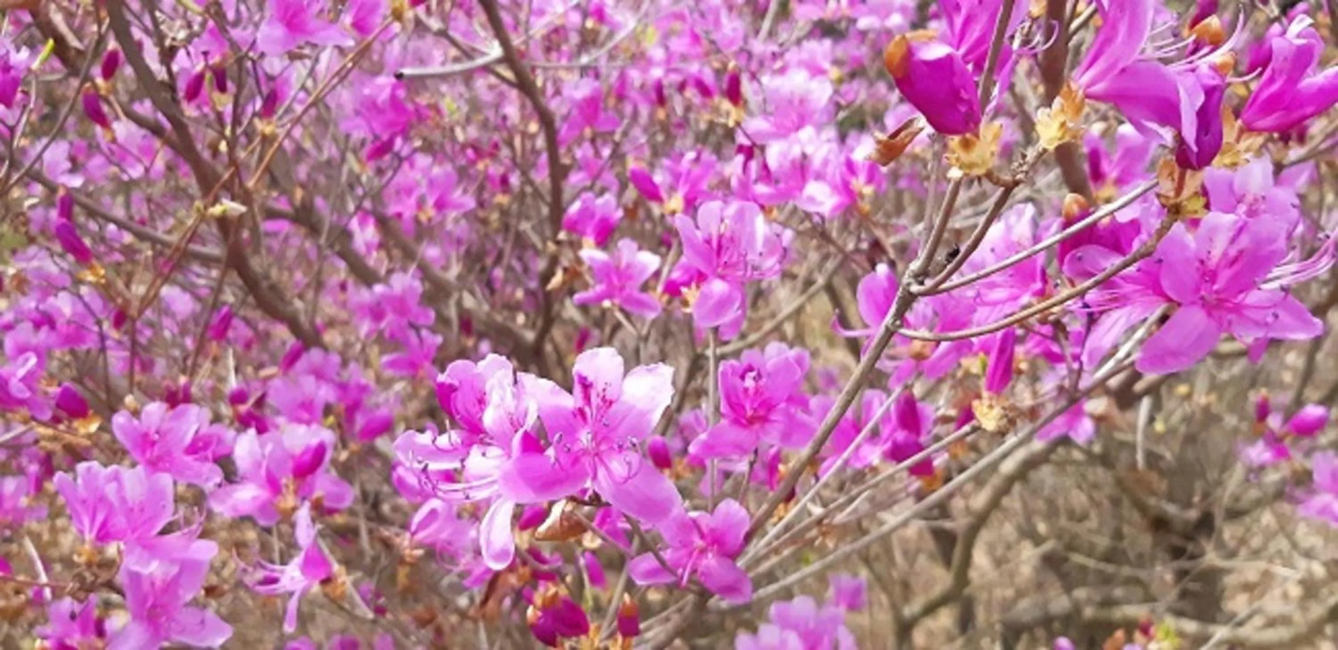 Garden in Kyukamura Setouchi-Toyo