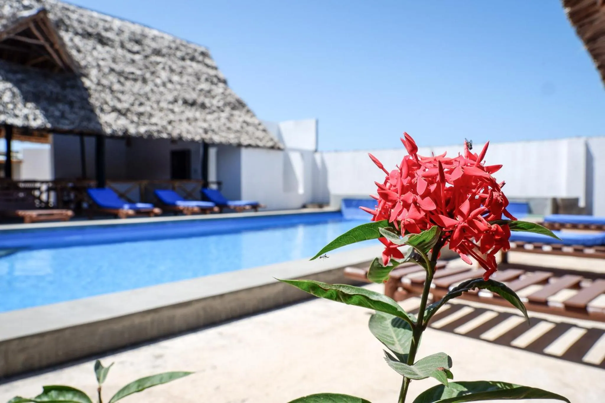 Garden view in Nungwi Heritage Resort