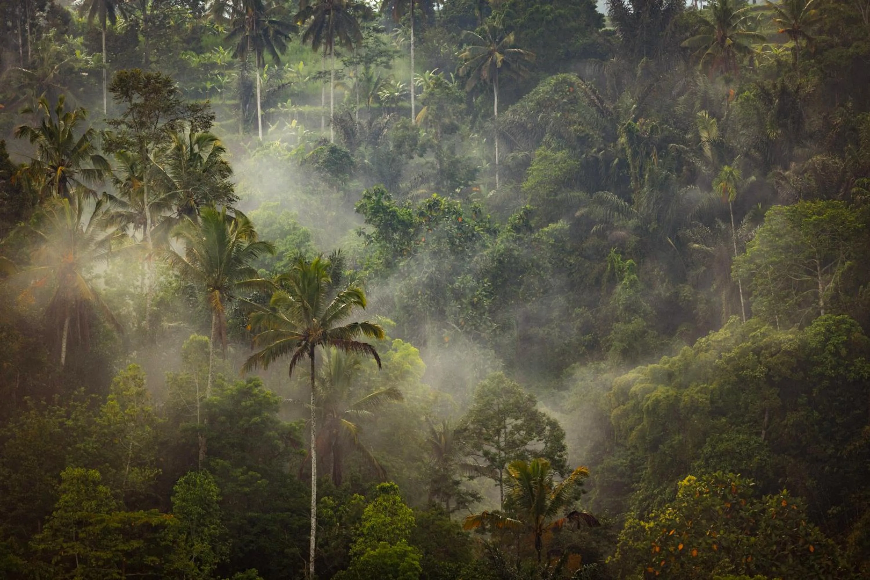 View (from property/room) in Anantara Ubud Bali Resort