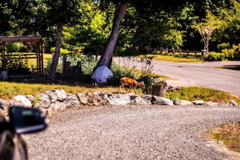 Natural landscape in Seagull Studio Vacation Suite