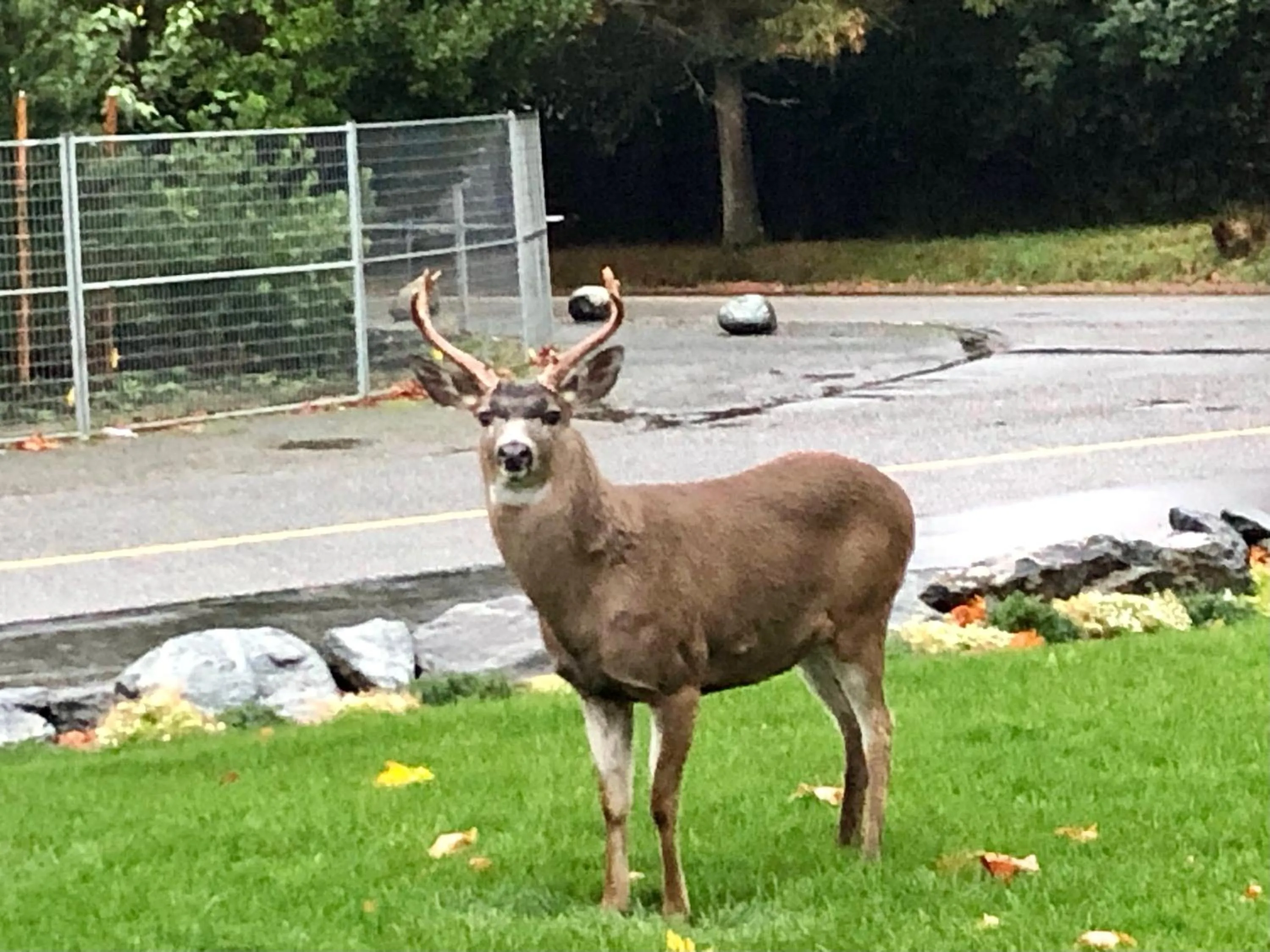 Day in Seagull Studio Vacation Suite