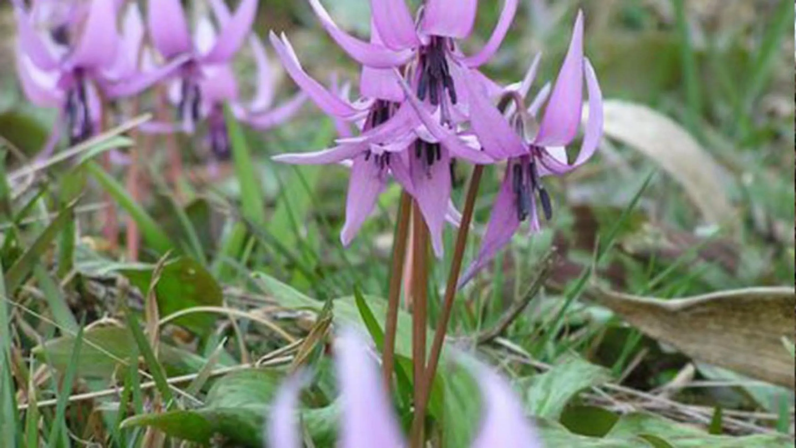 Nearby landmark in Kyukamura Oku-Musashi
