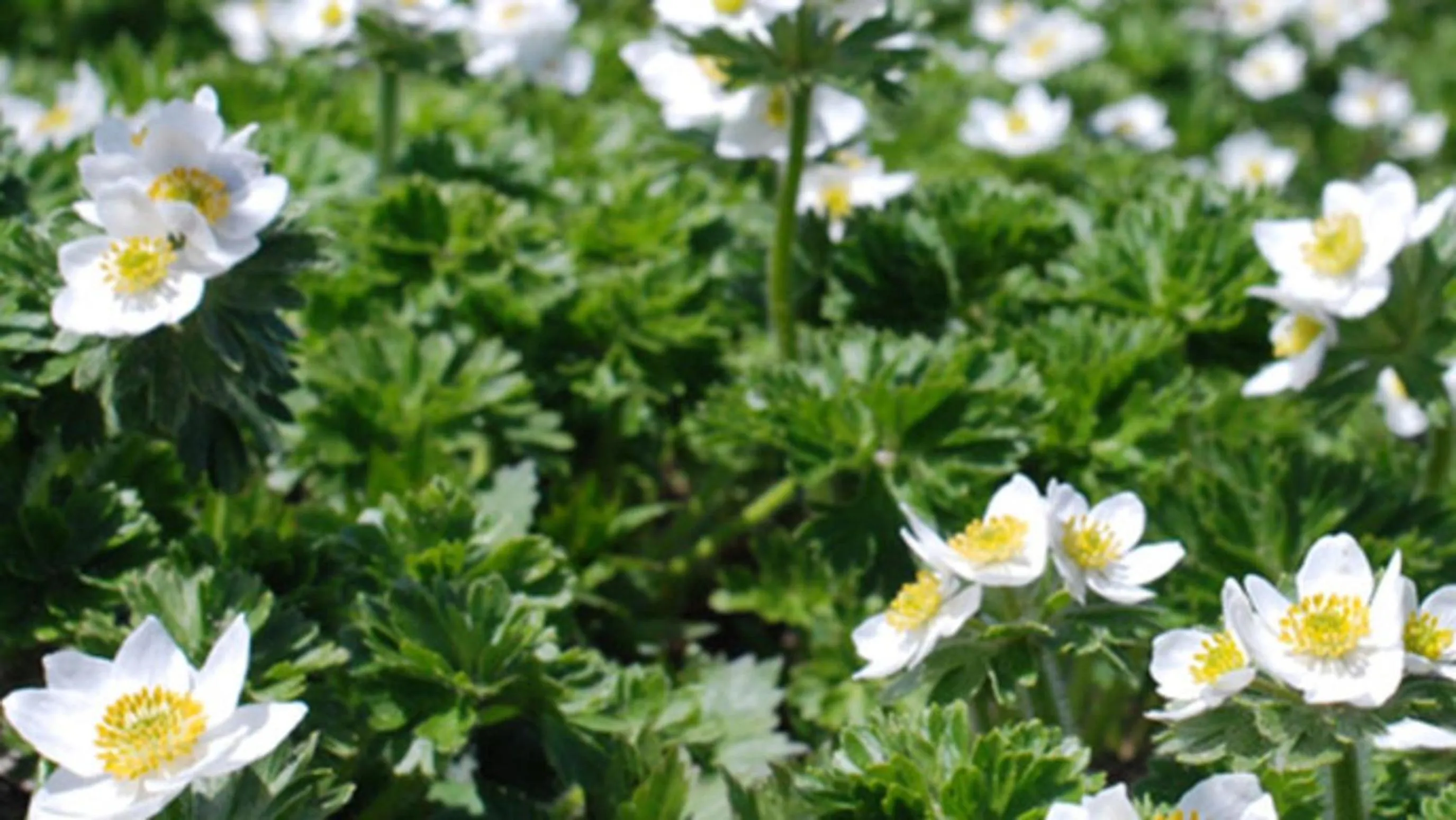 Kyukamura Shonai-Haguro