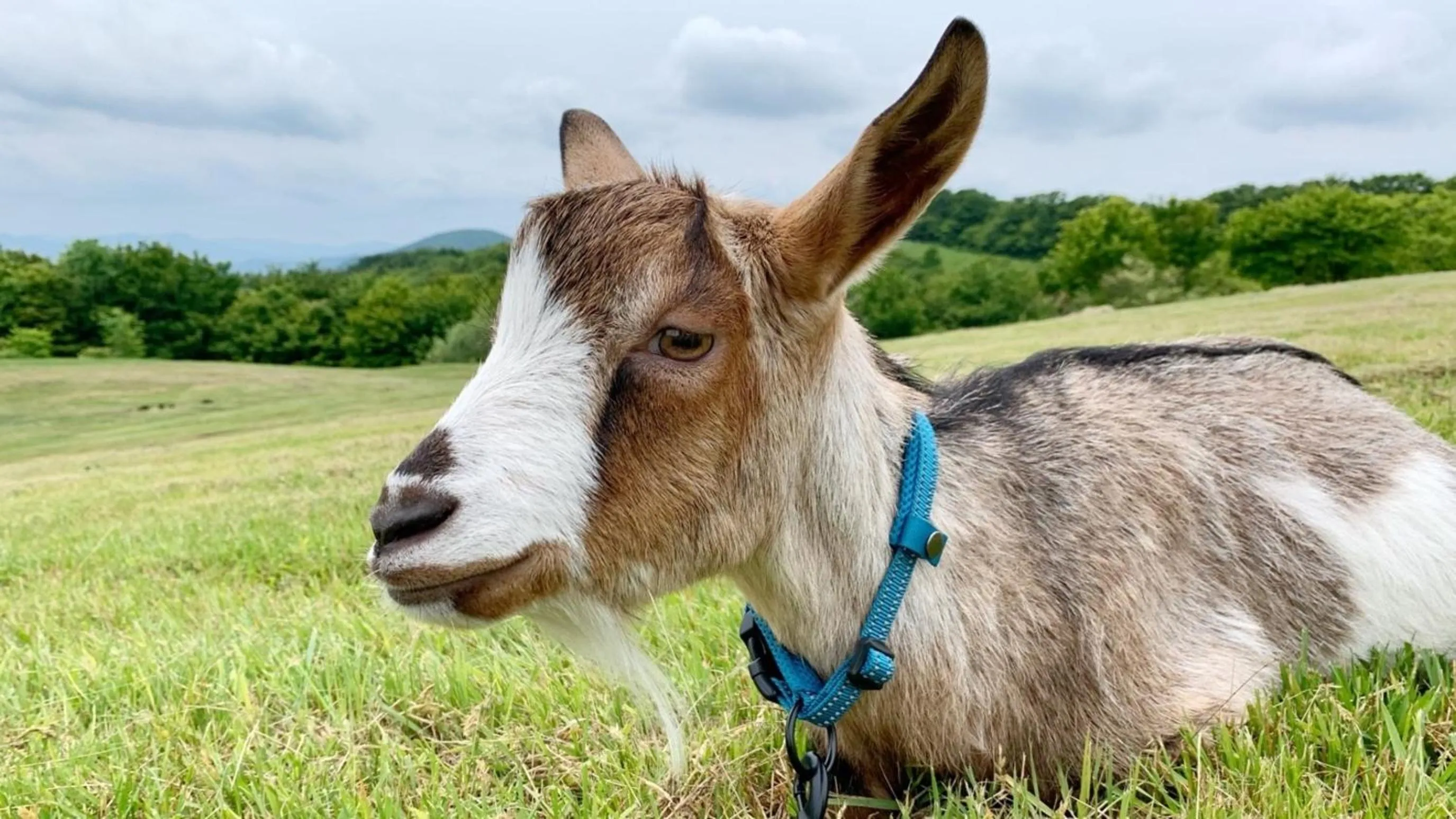 Kyukamura Taishakukyo