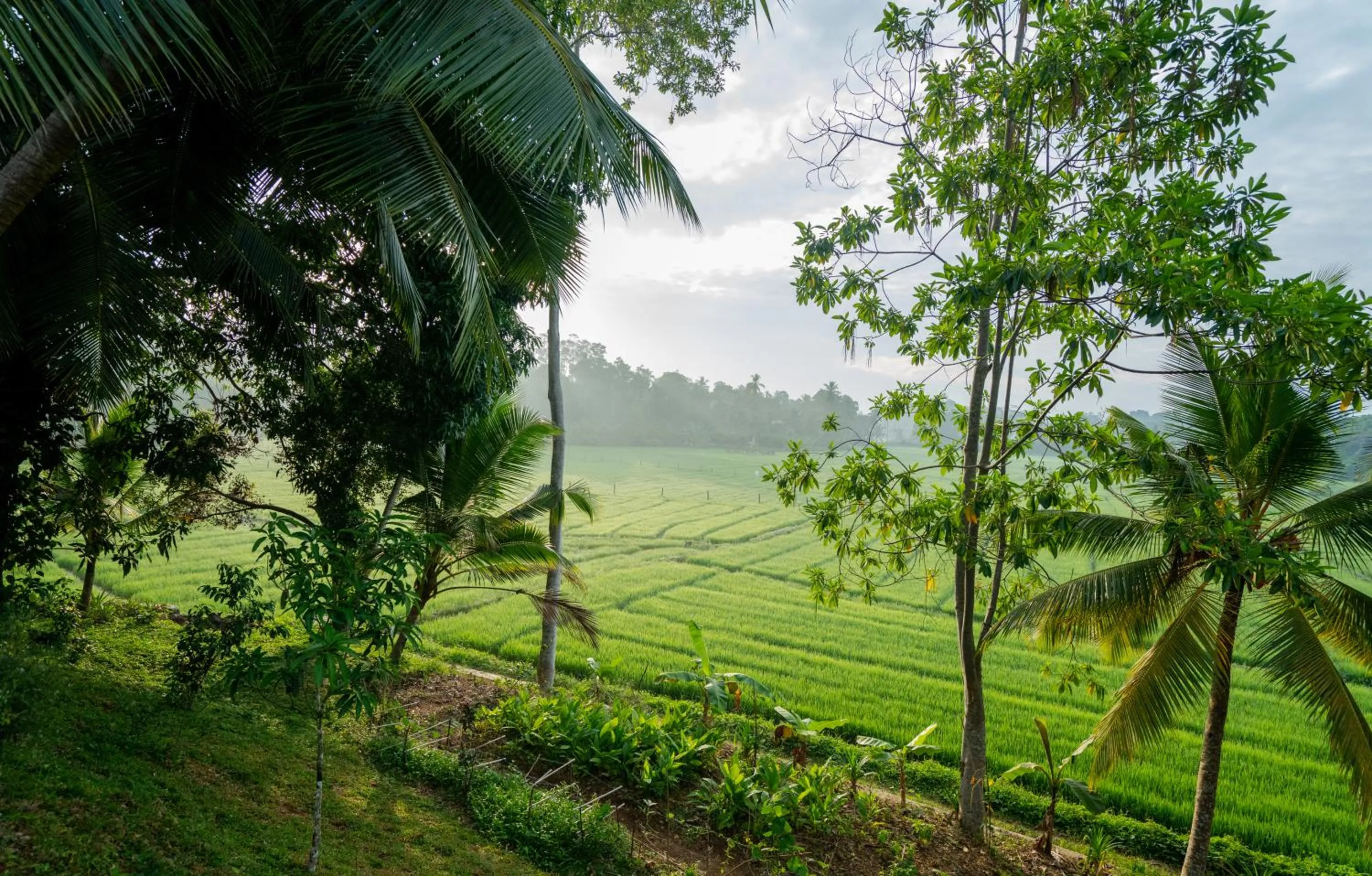 Garden in Villa Alba - Ahangama