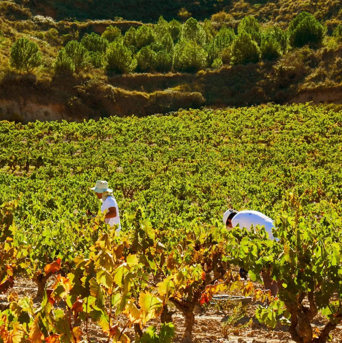 Activities in Hotel Vinícola Real-200 Monges