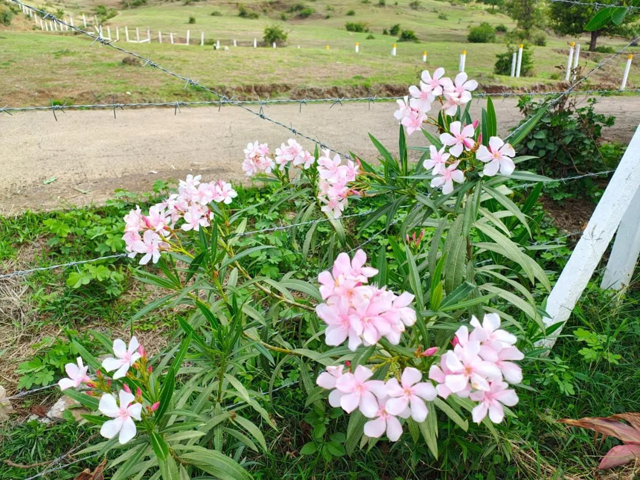 Garden view in Club Shandilya- Cheerful 3BR villa in Nature Lap