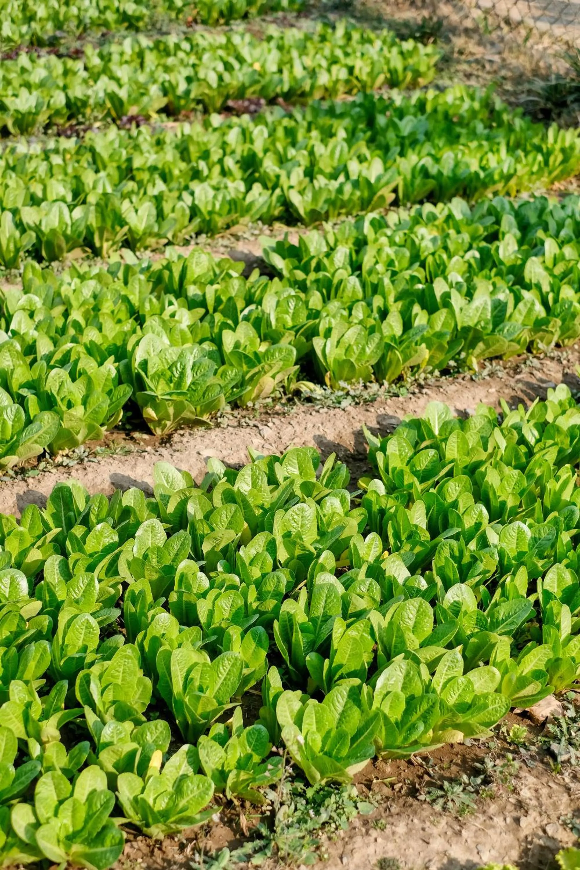 Garden in Karan Mahal