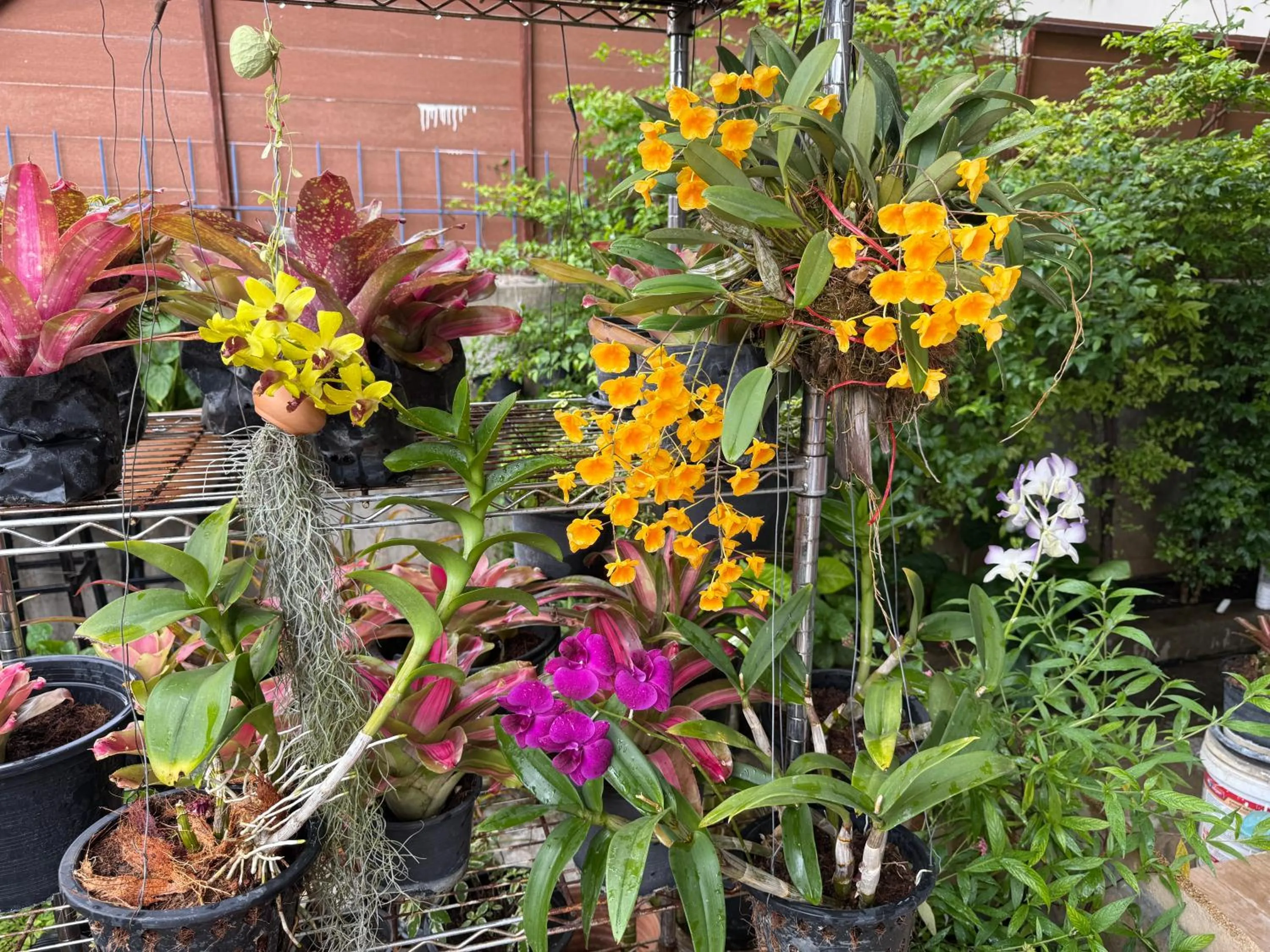 Garden in Laph Kham House