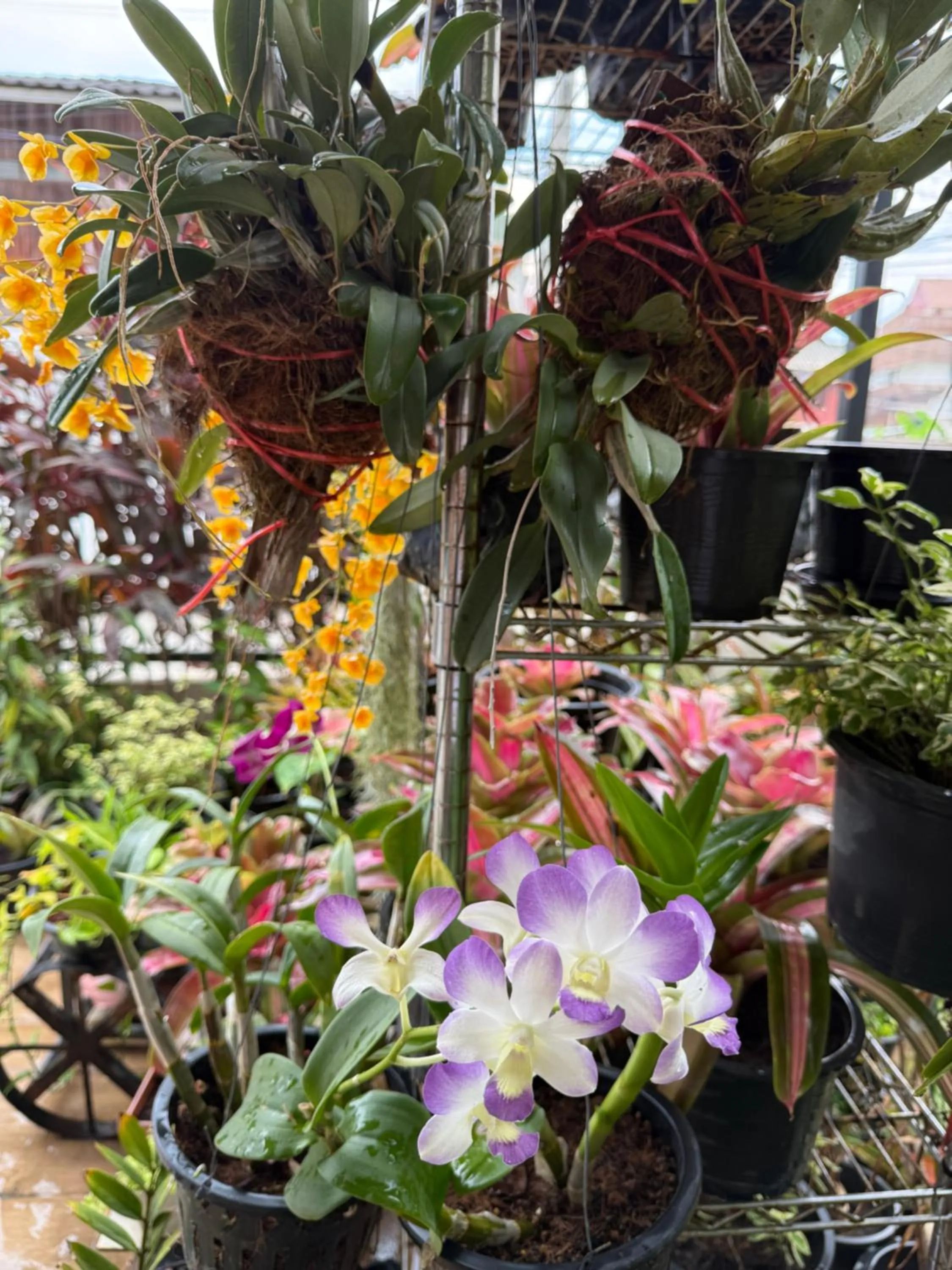 Garden in Laph Kham House