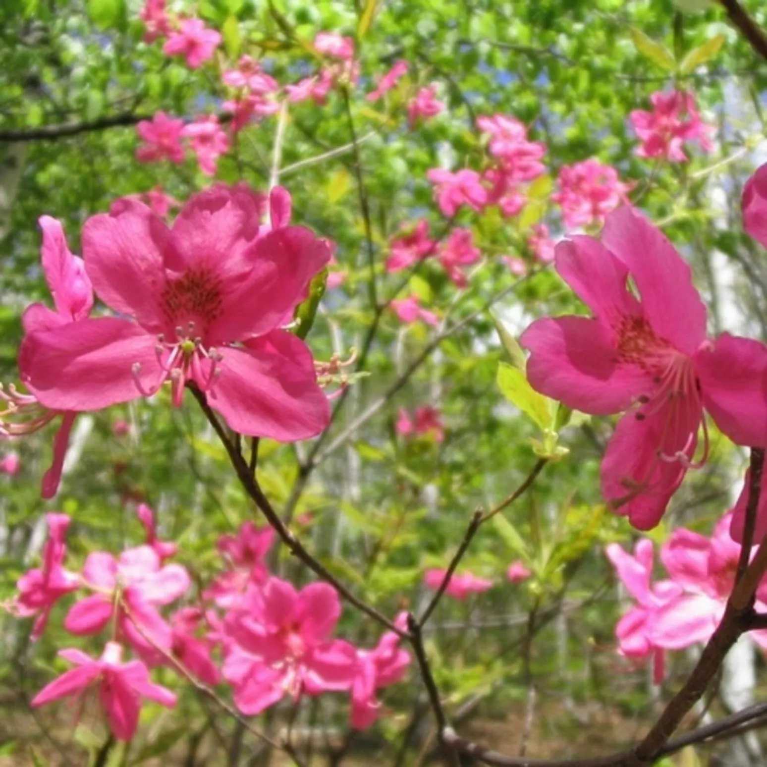Garden view in Kyukamura Norikura-Kogen