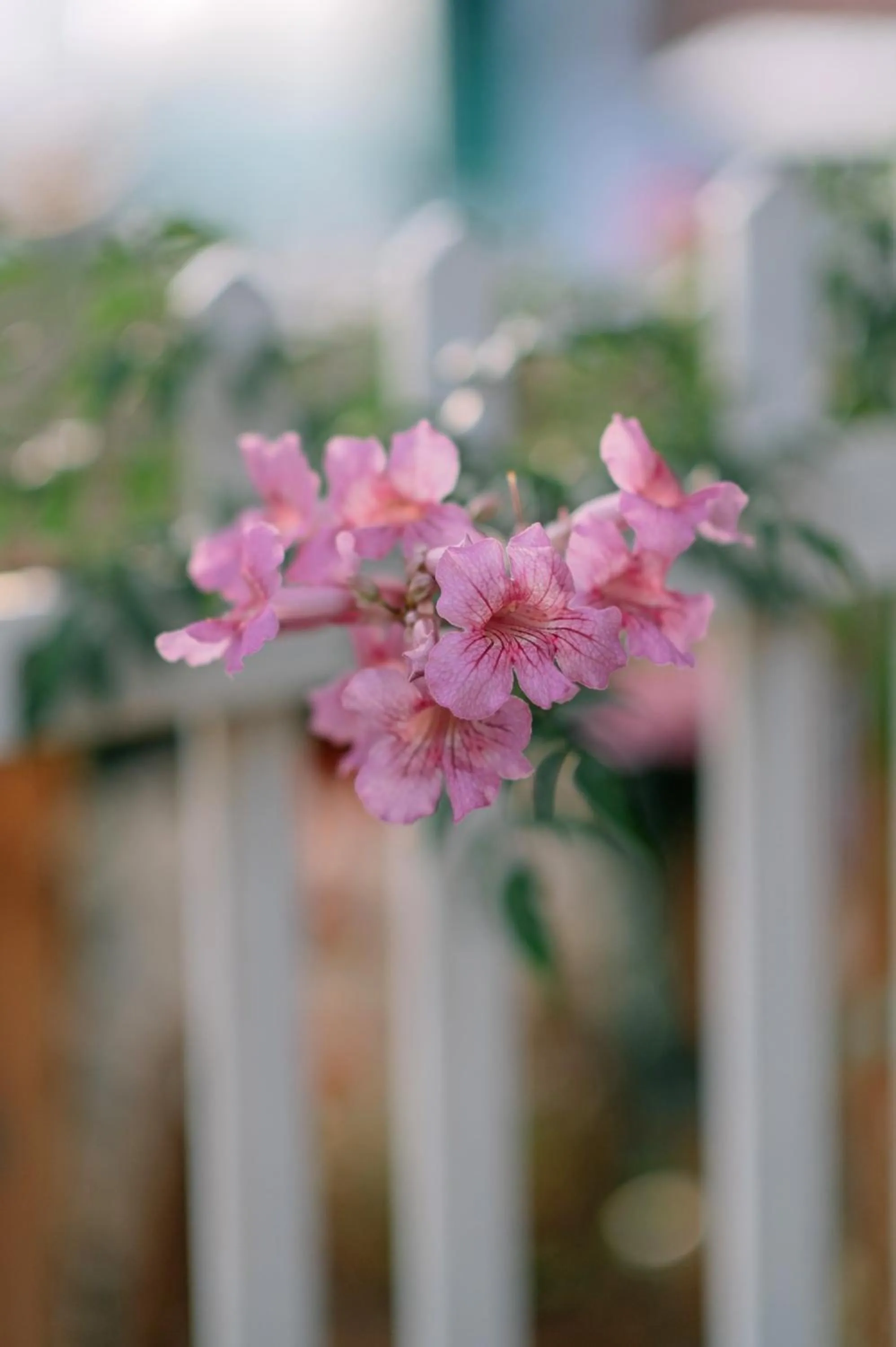 Spring in Lengkeng Da Lat Homestay