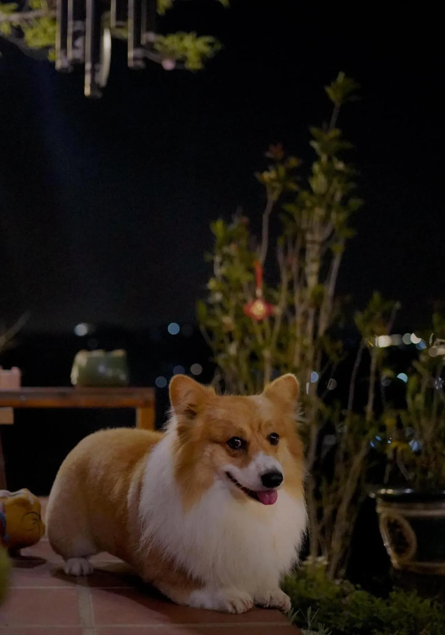 Night in Lengkeng Da Lat Homestay