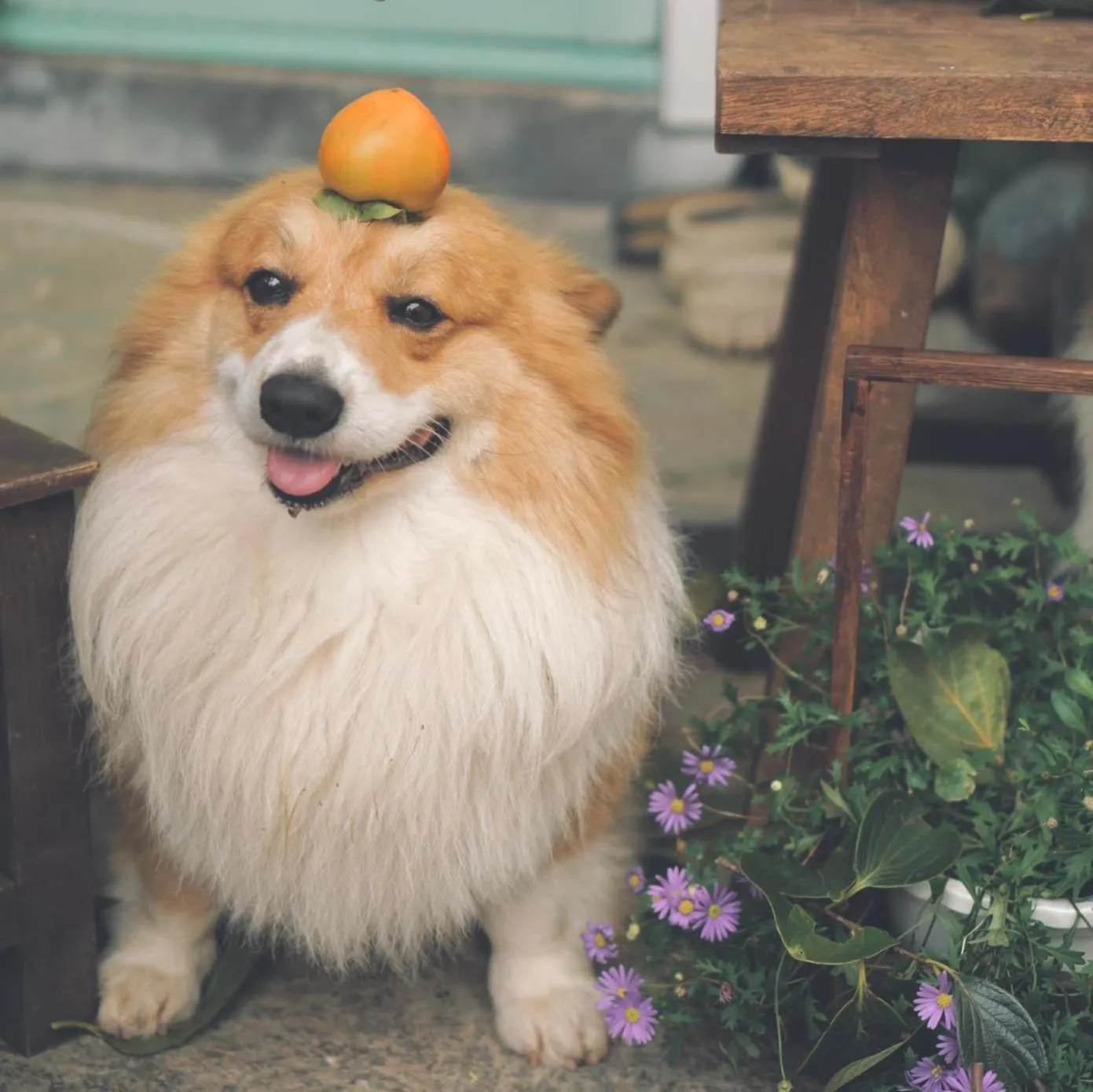 Pets in Lengkeng Da Lat Homestay