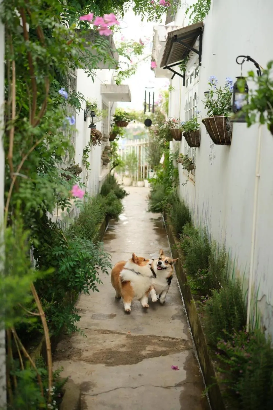 Day in Lengkeng Da Lat Homestay