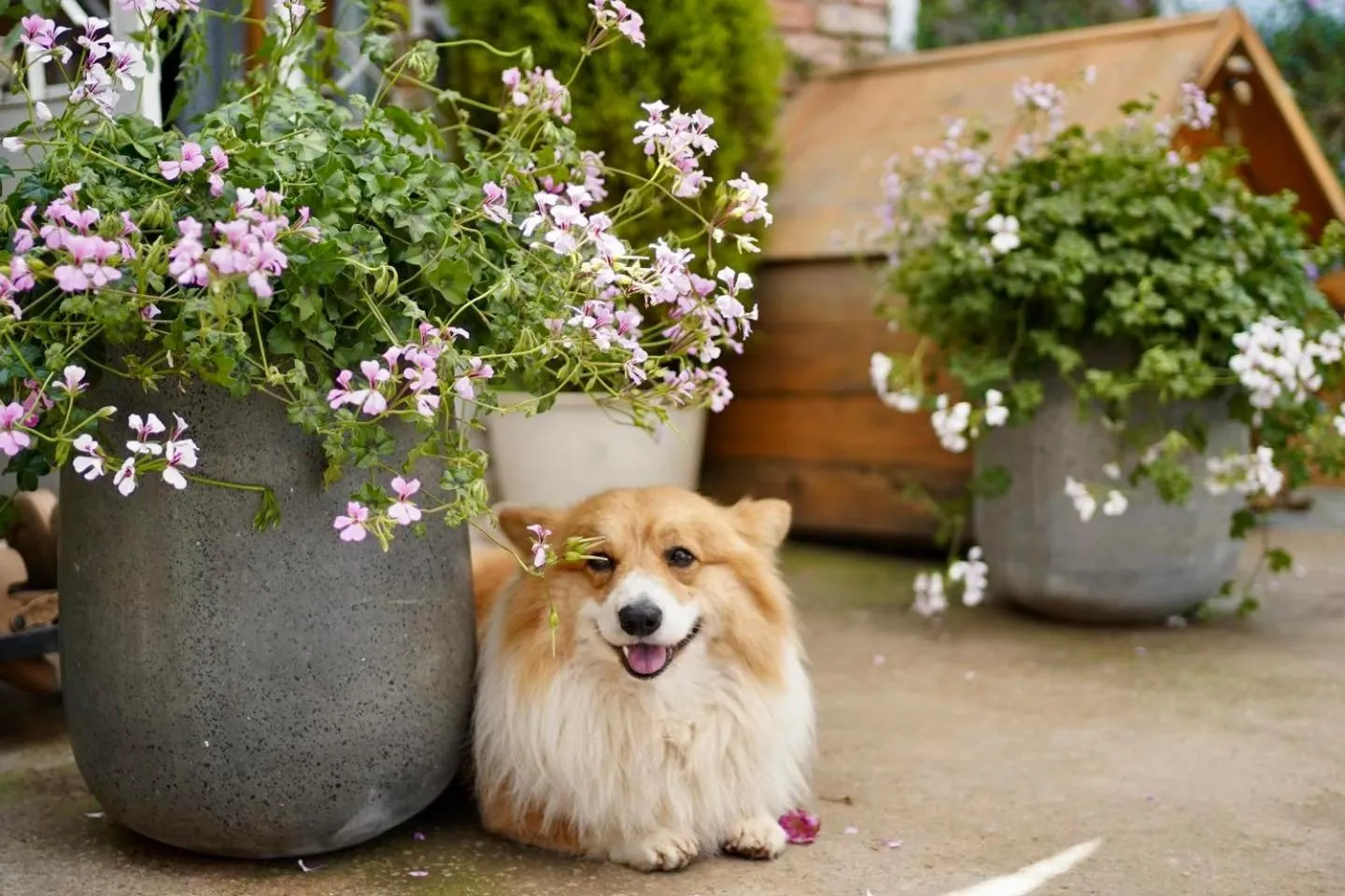 Pets in Lengkeng Da Lat Homestay