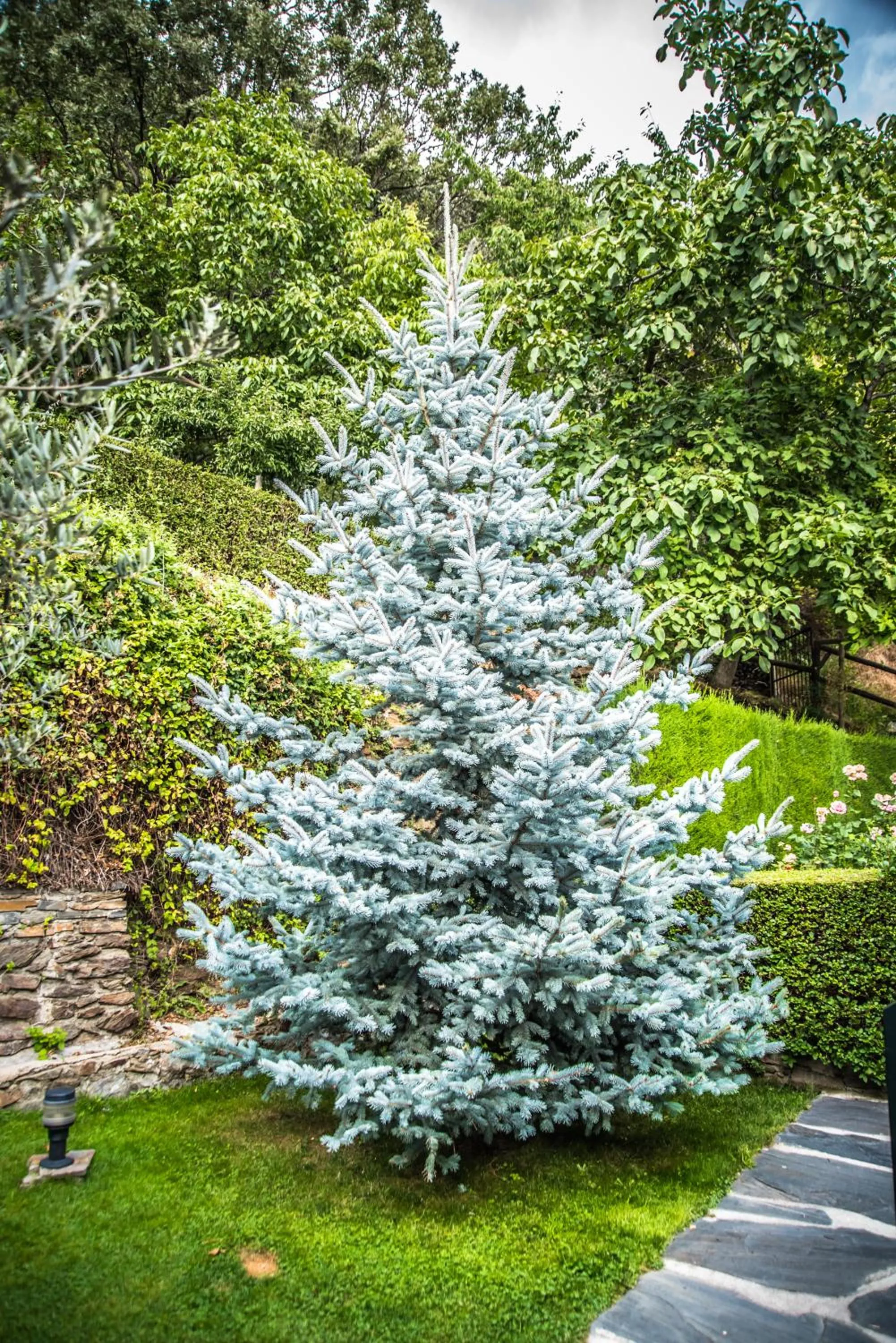 Garden in Finca Los Llanos