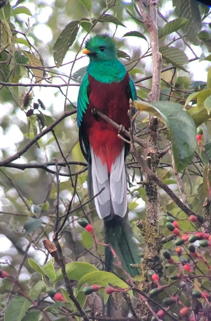 Natural landscape in Chirripo Art Hotel