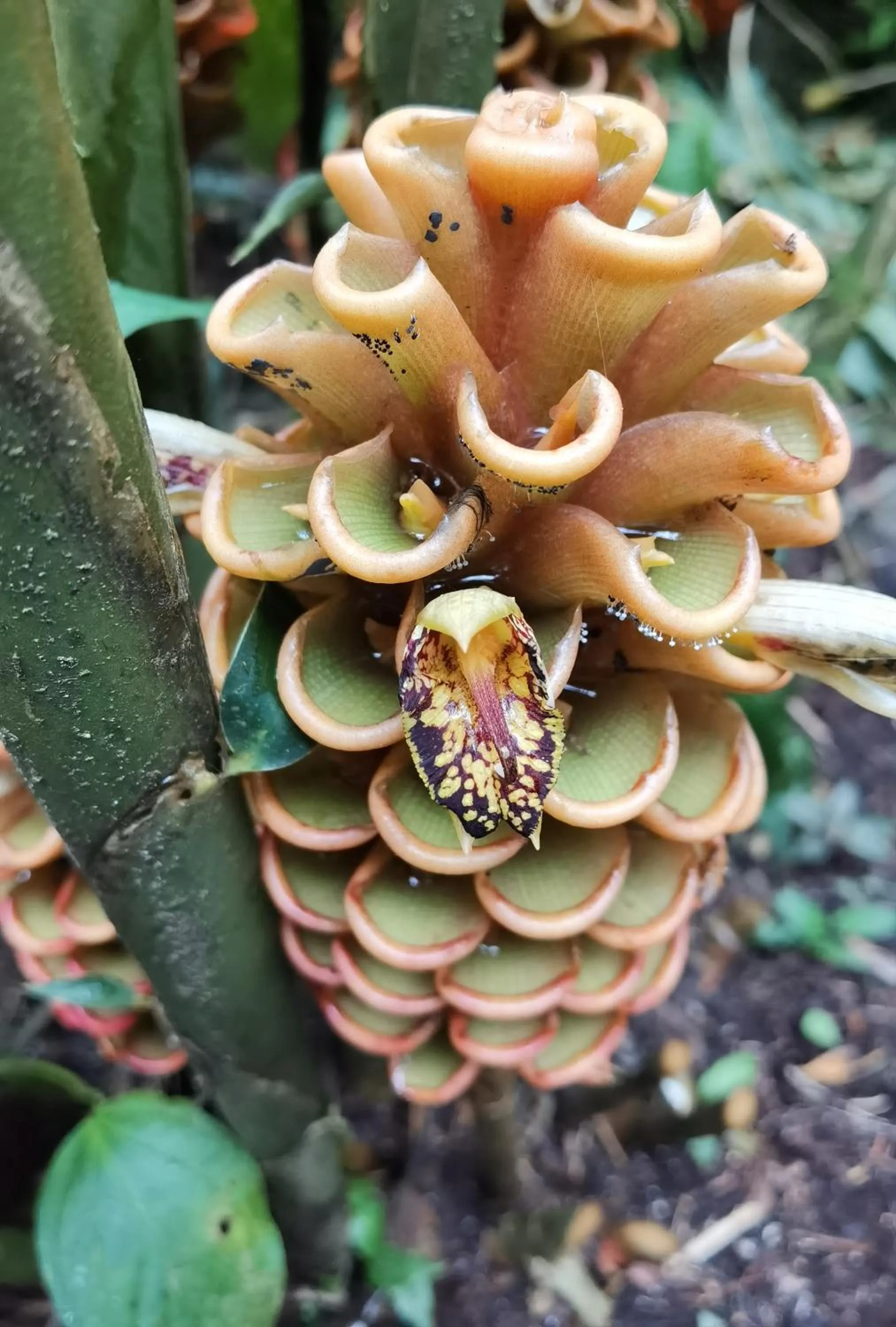 Natural landscape in Chirripo Art Hotel