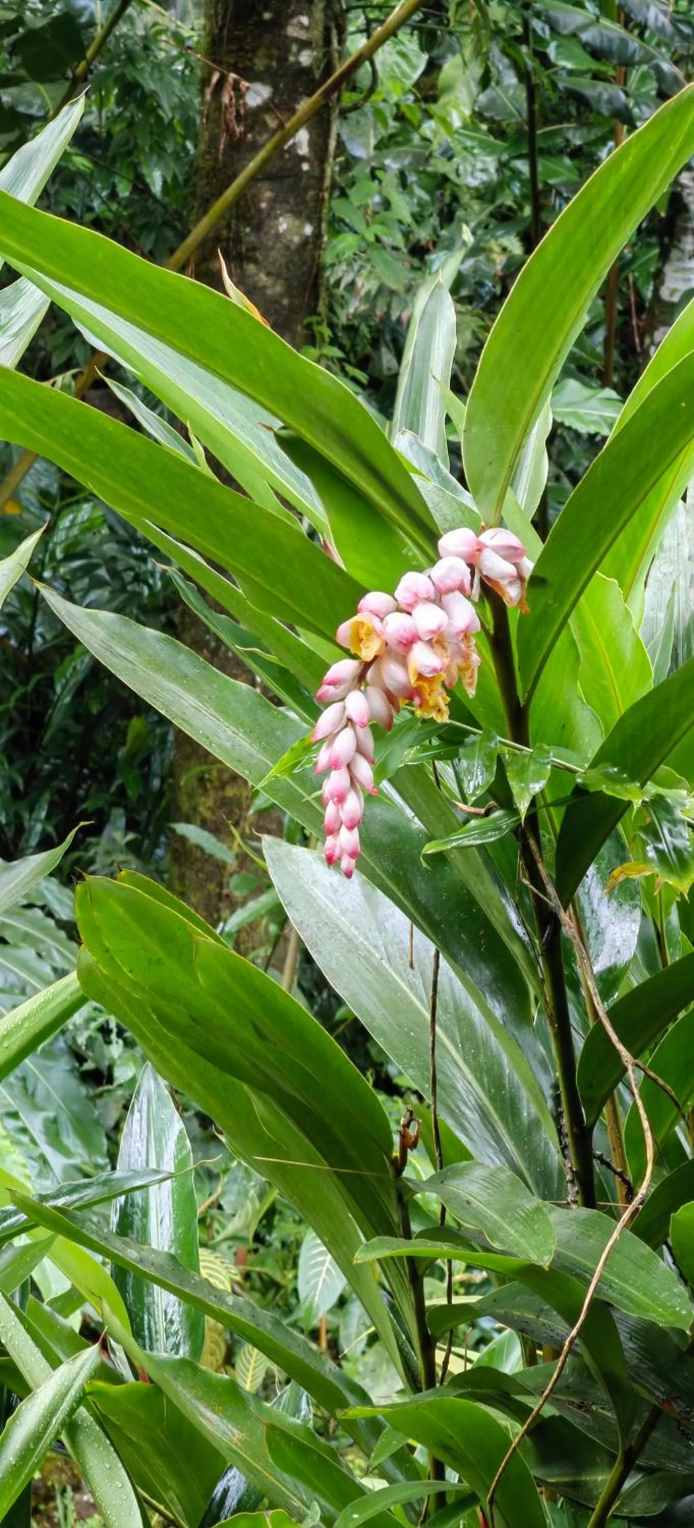 Natural landscape in Chirripo Art Hotel