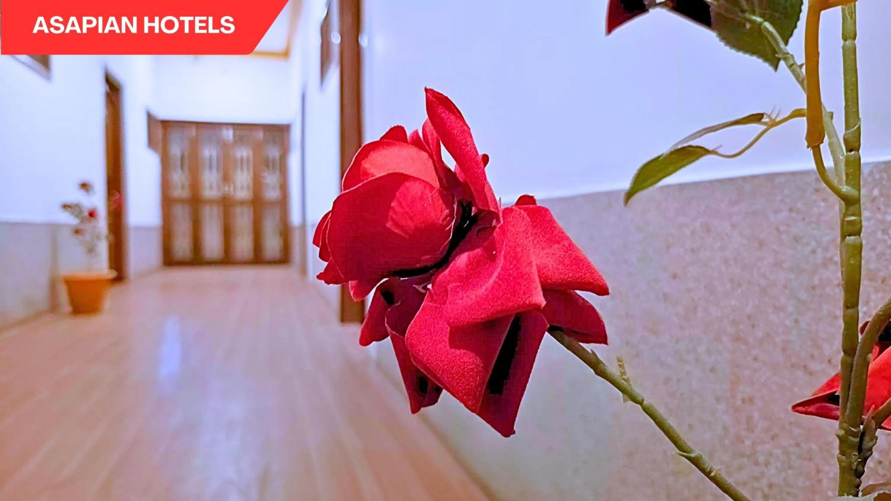 Patio in Hotel Vijay Deluxe