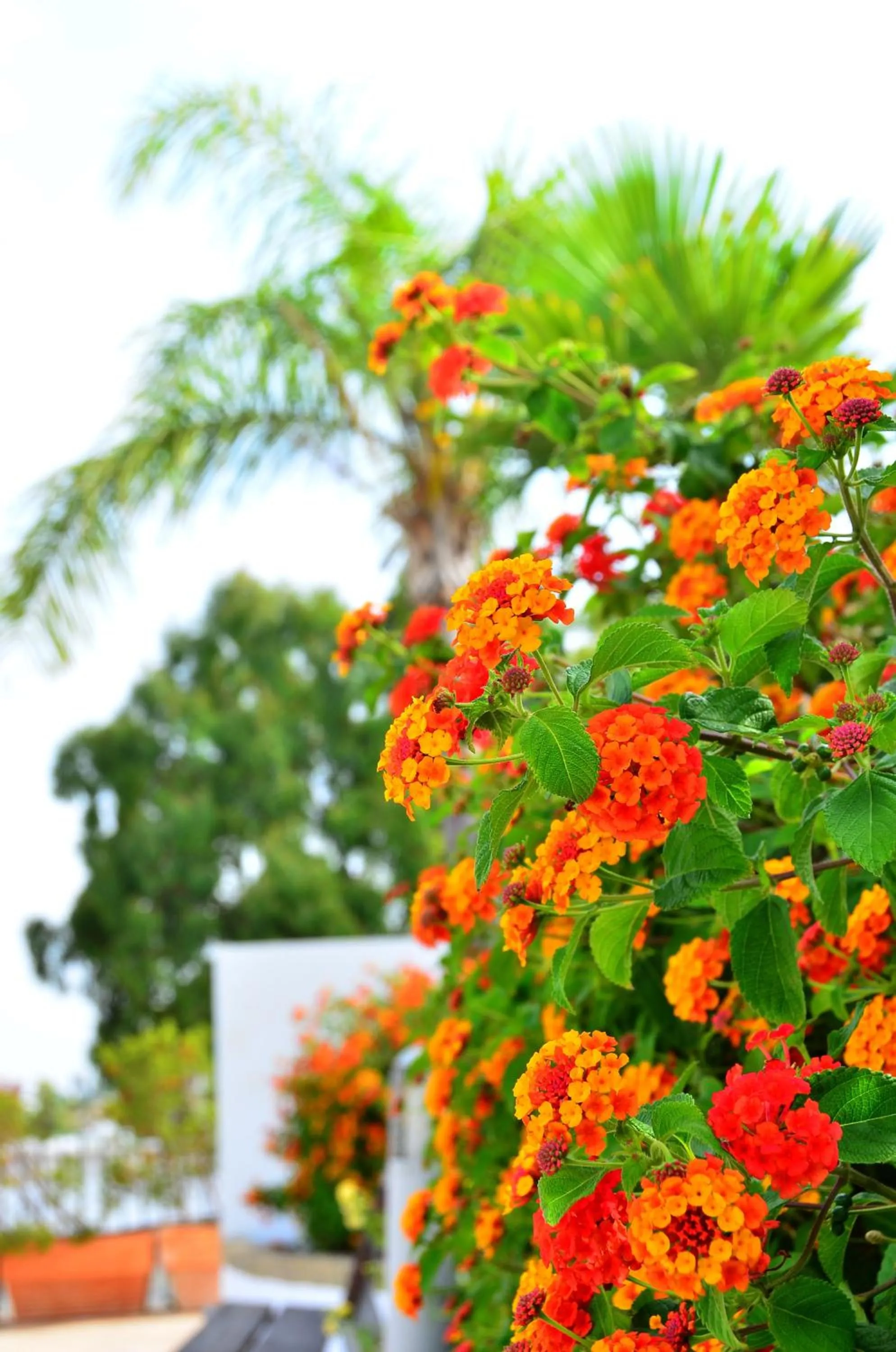 Decorative detail in Apartamentos Piedramar