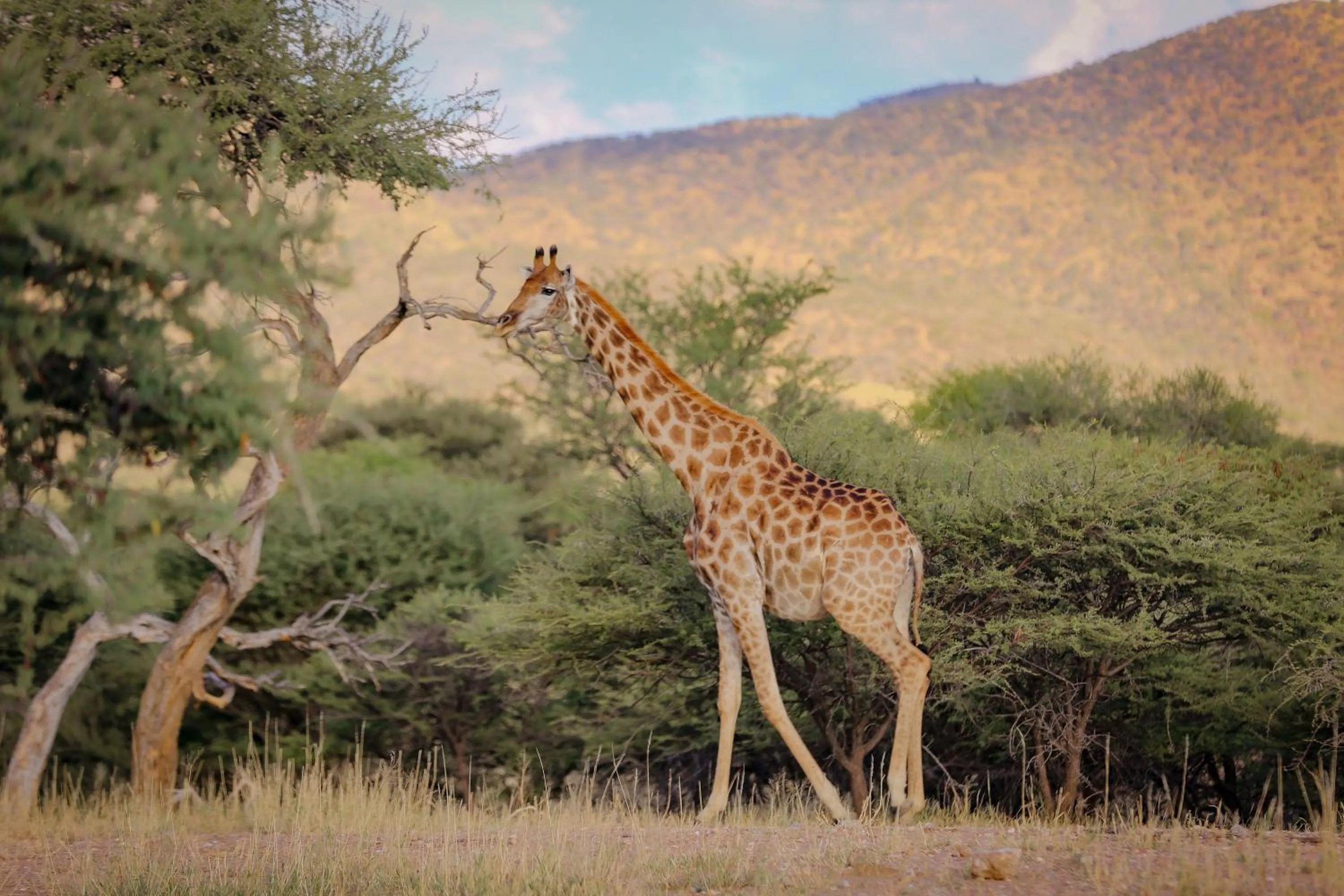 Natural landscape in Okapuka Safari Lodge