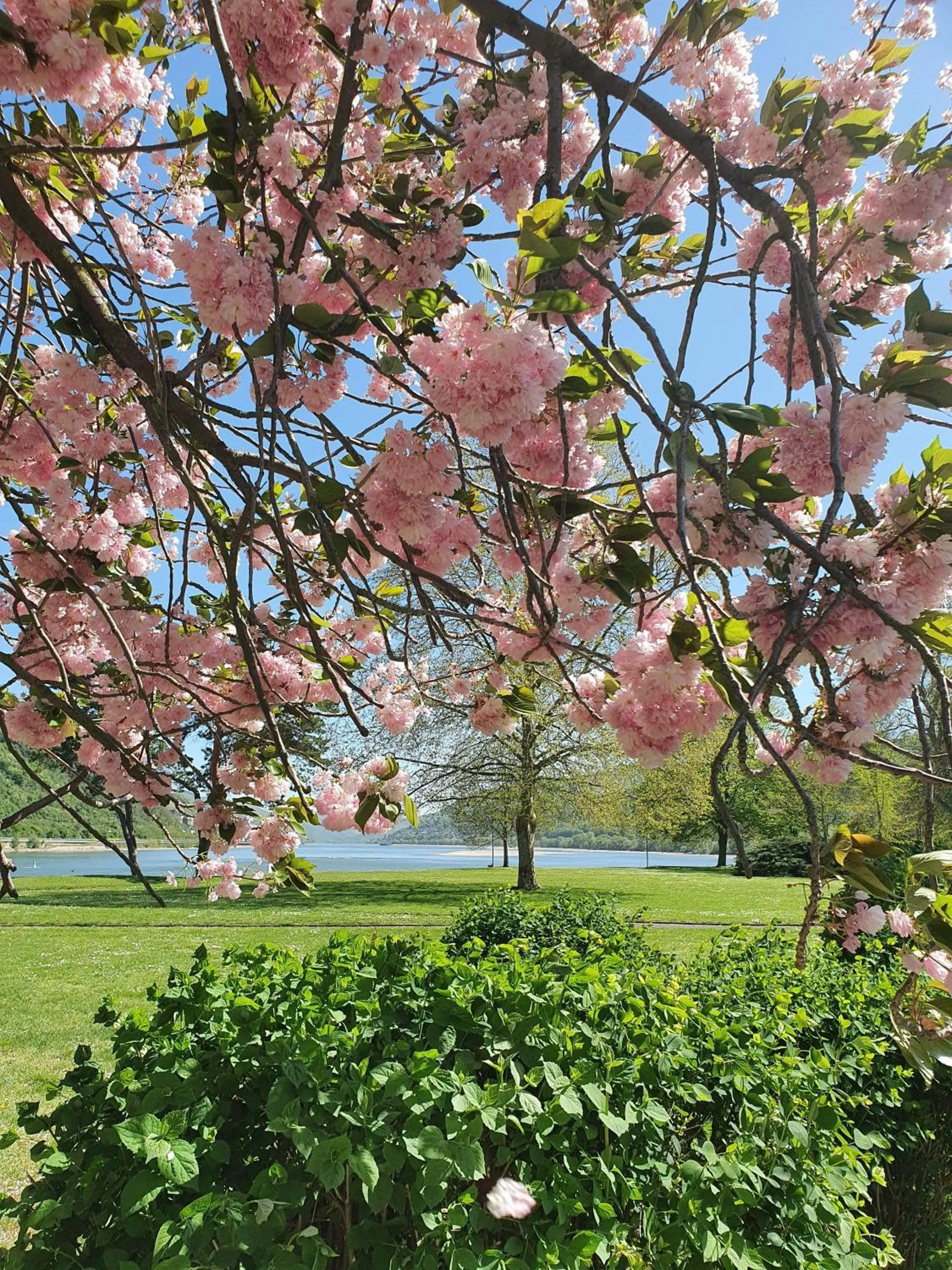 Spring in Rhein Hotel Bacharach und Stübers Restaurant