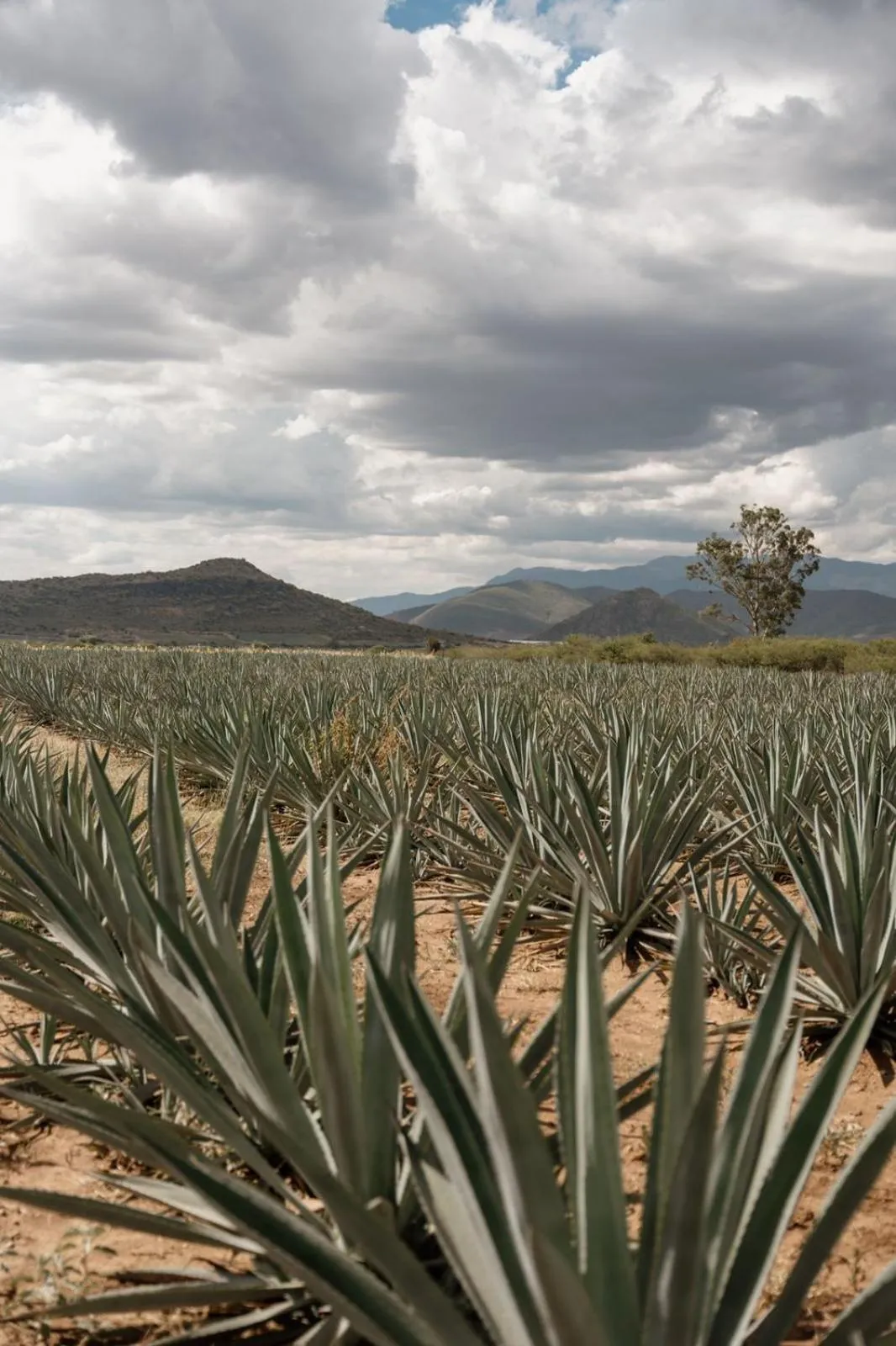 View (from property/room) in Sarab Hotel