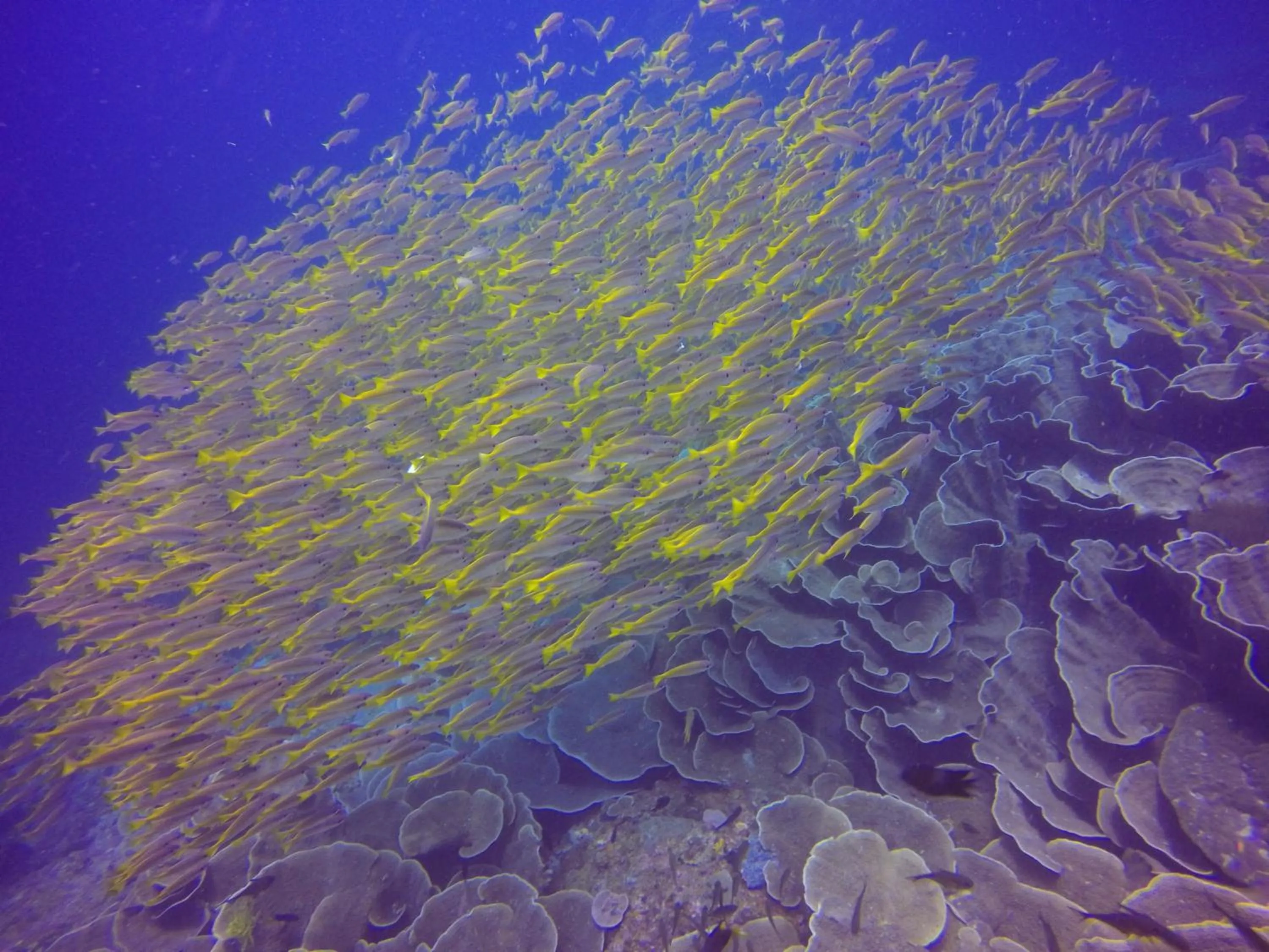 Diving in The Beach House