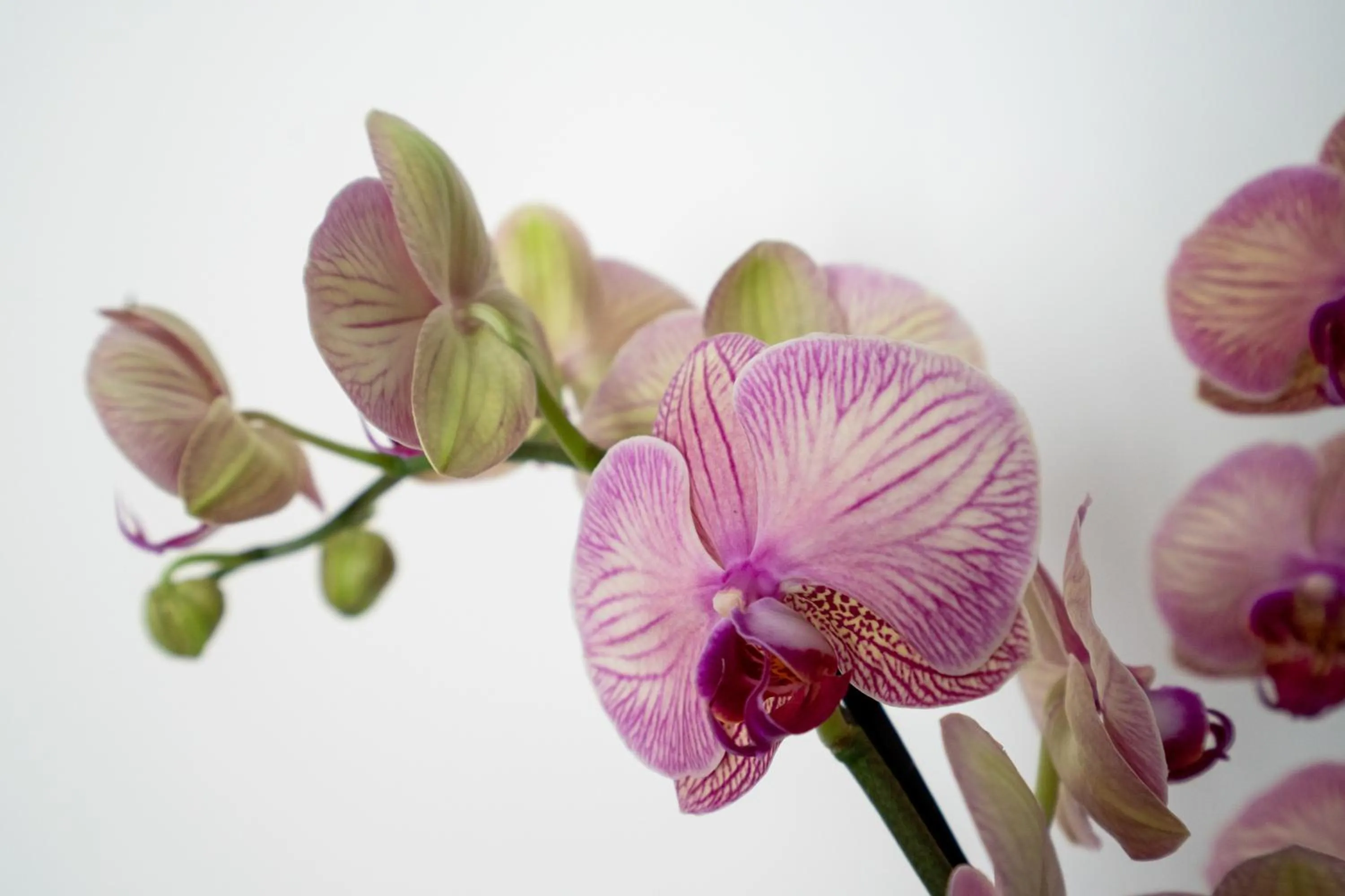 Decorative detail in Profumi di Primavera Luxury Rooms & Suite