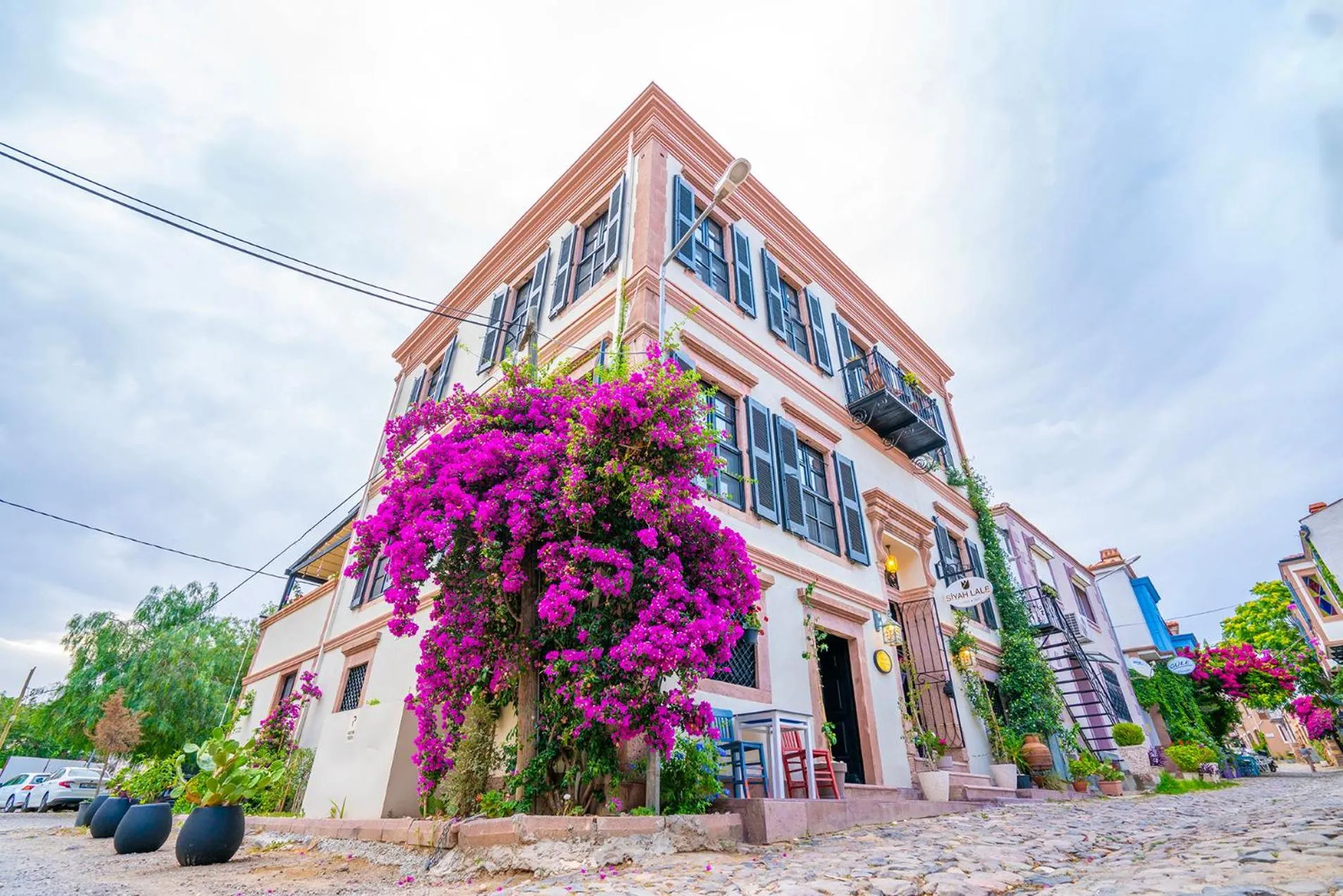 Siyah Lale Cunda 1841