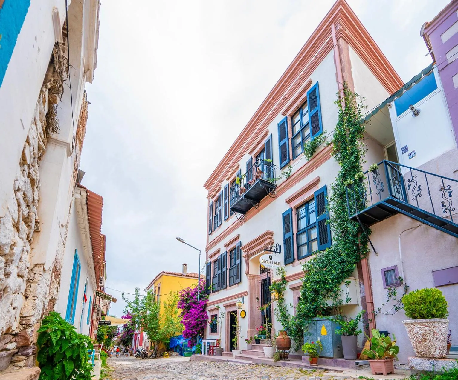 Siyah Lale Cunda 1841