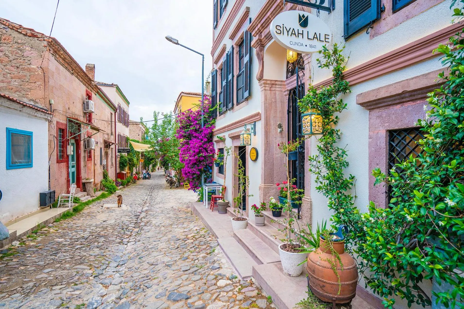 Siyah Lale Cunda 1841