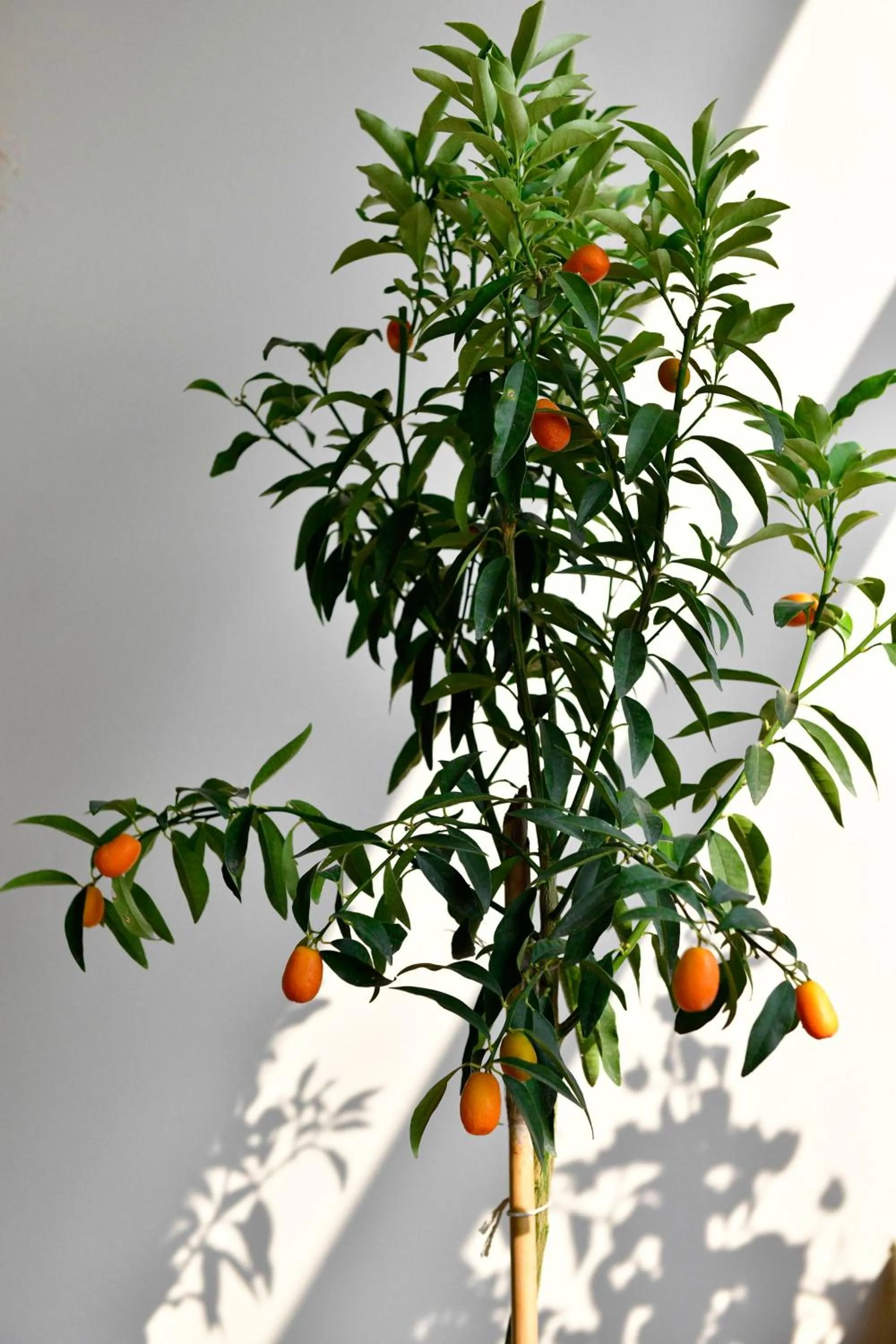 Patio in Siyah Lale Cunda 1841