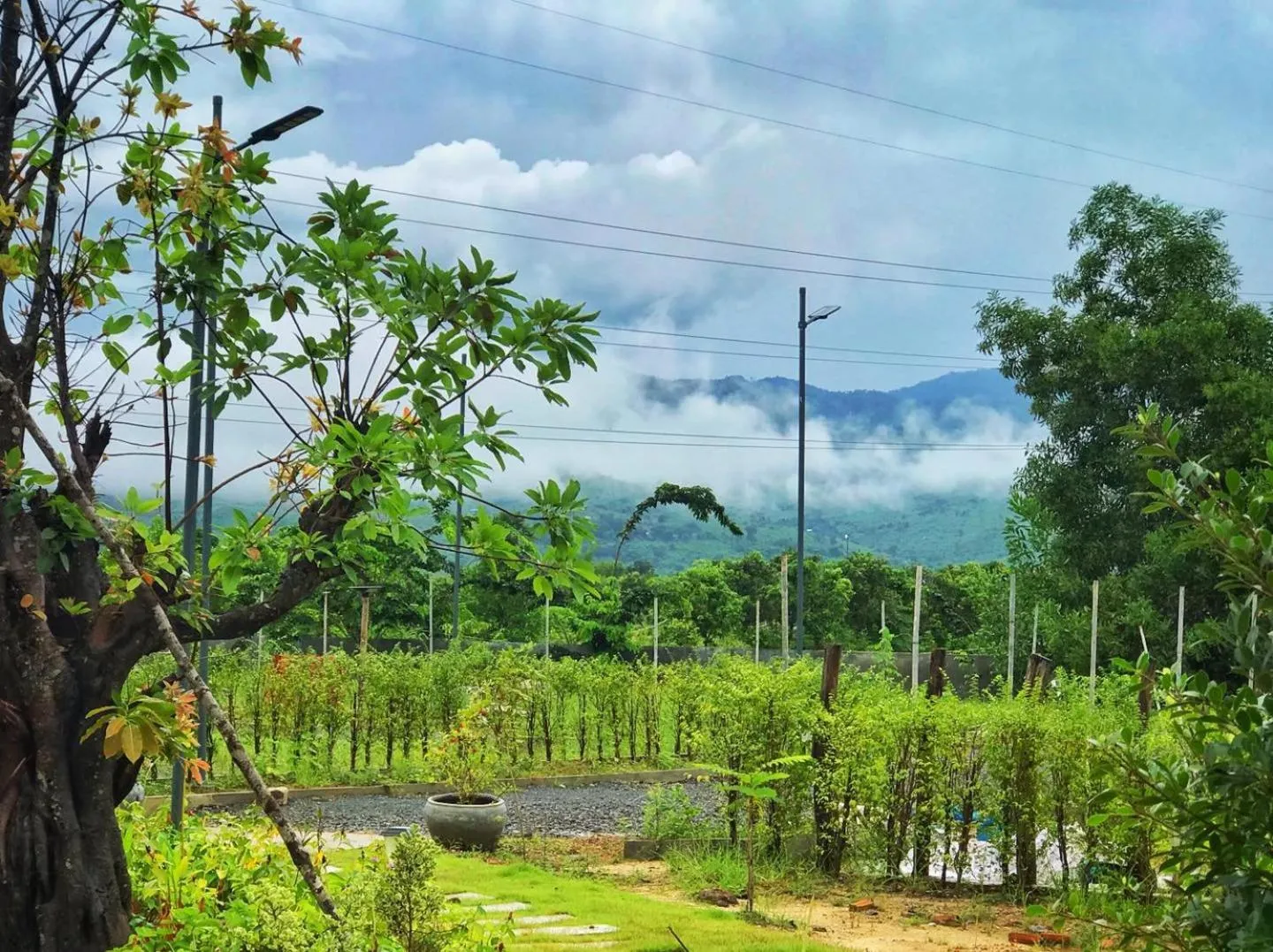Garden view in Kampot Tropical Village