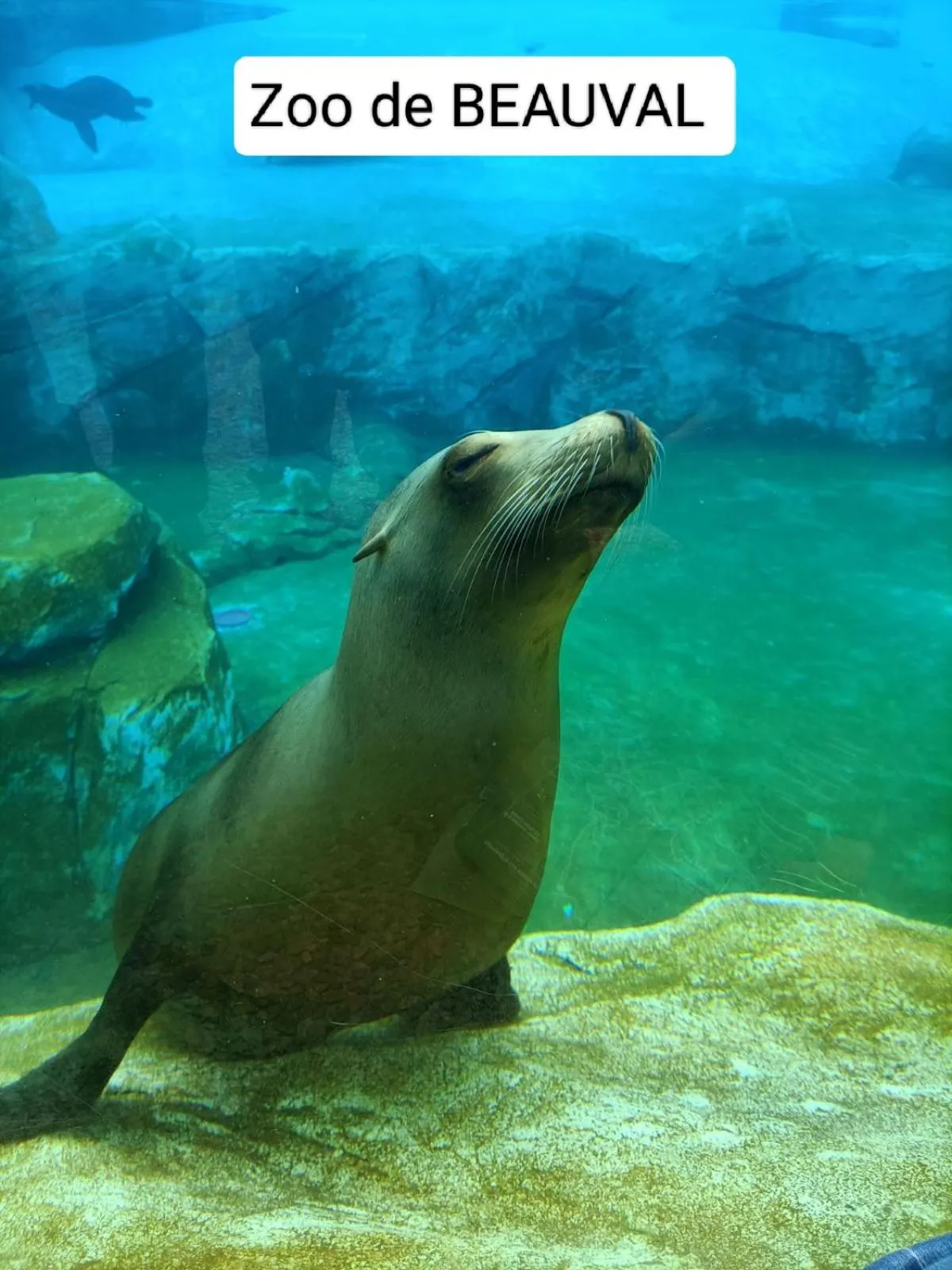 Other Animals in VILLA ESPERANZA Chambre 2 proche Zoo de Beauval et Châteaux de La Loire