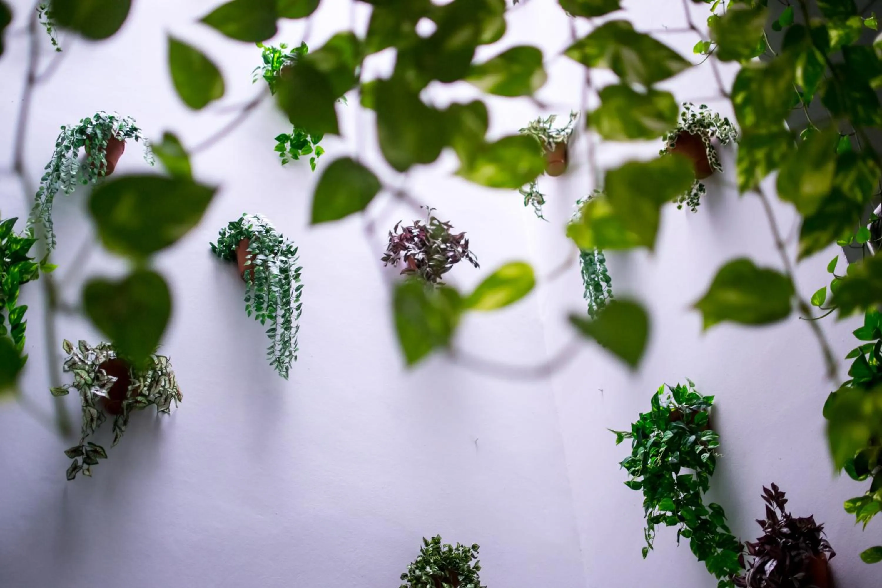 Patio in Un Patio en Santa Cruz