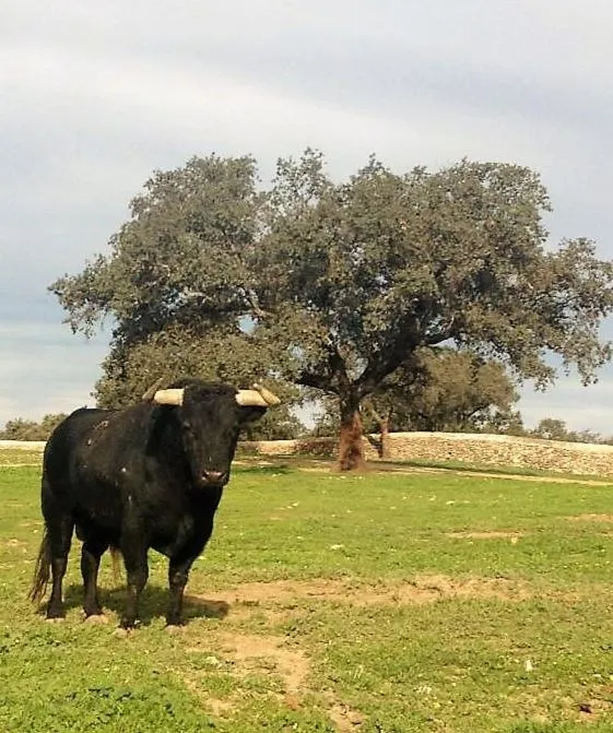 Off site in Hotel Andalou