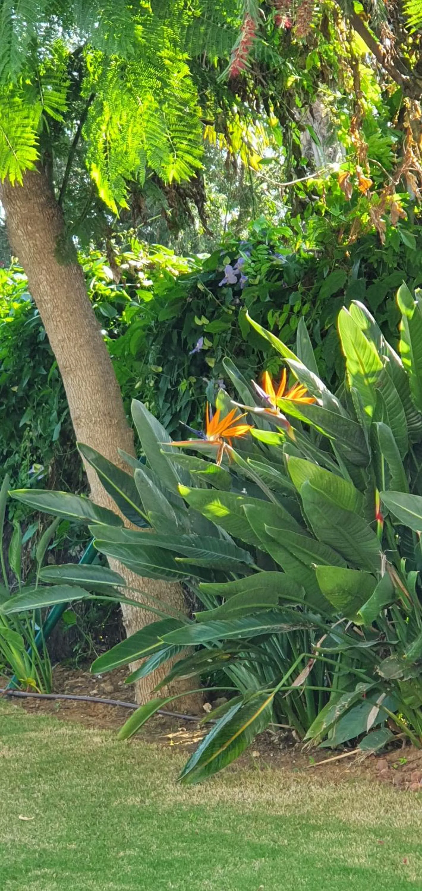 Garden in Family hotel Al- Ana Marbella