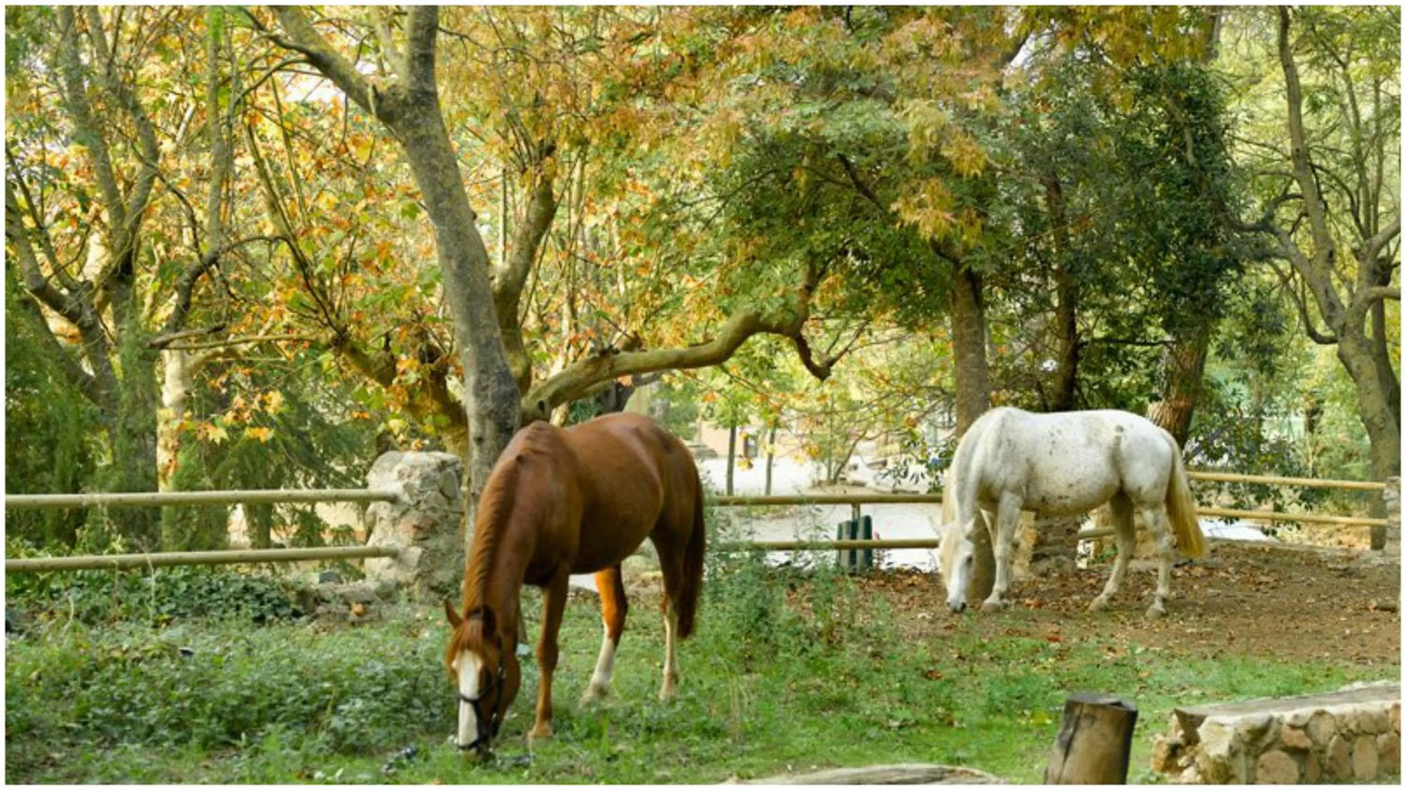 Activities in Hotel Rural y Apartamentos Villa Engracia