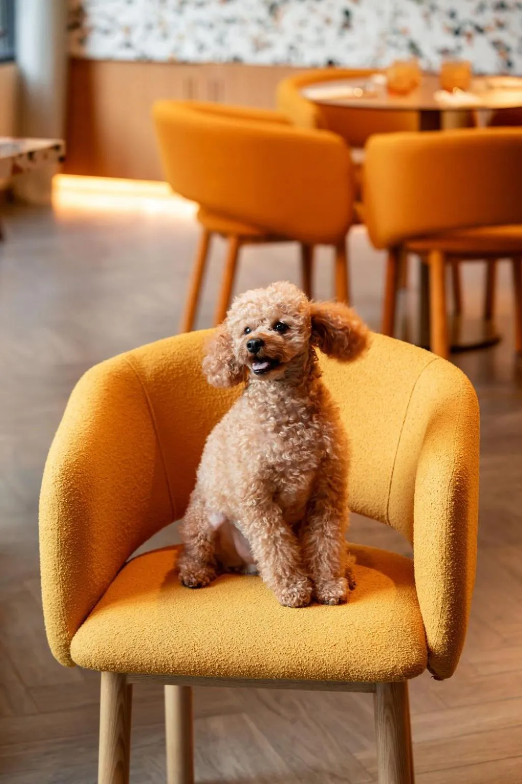 Pets in Cheval Maison - The Palm