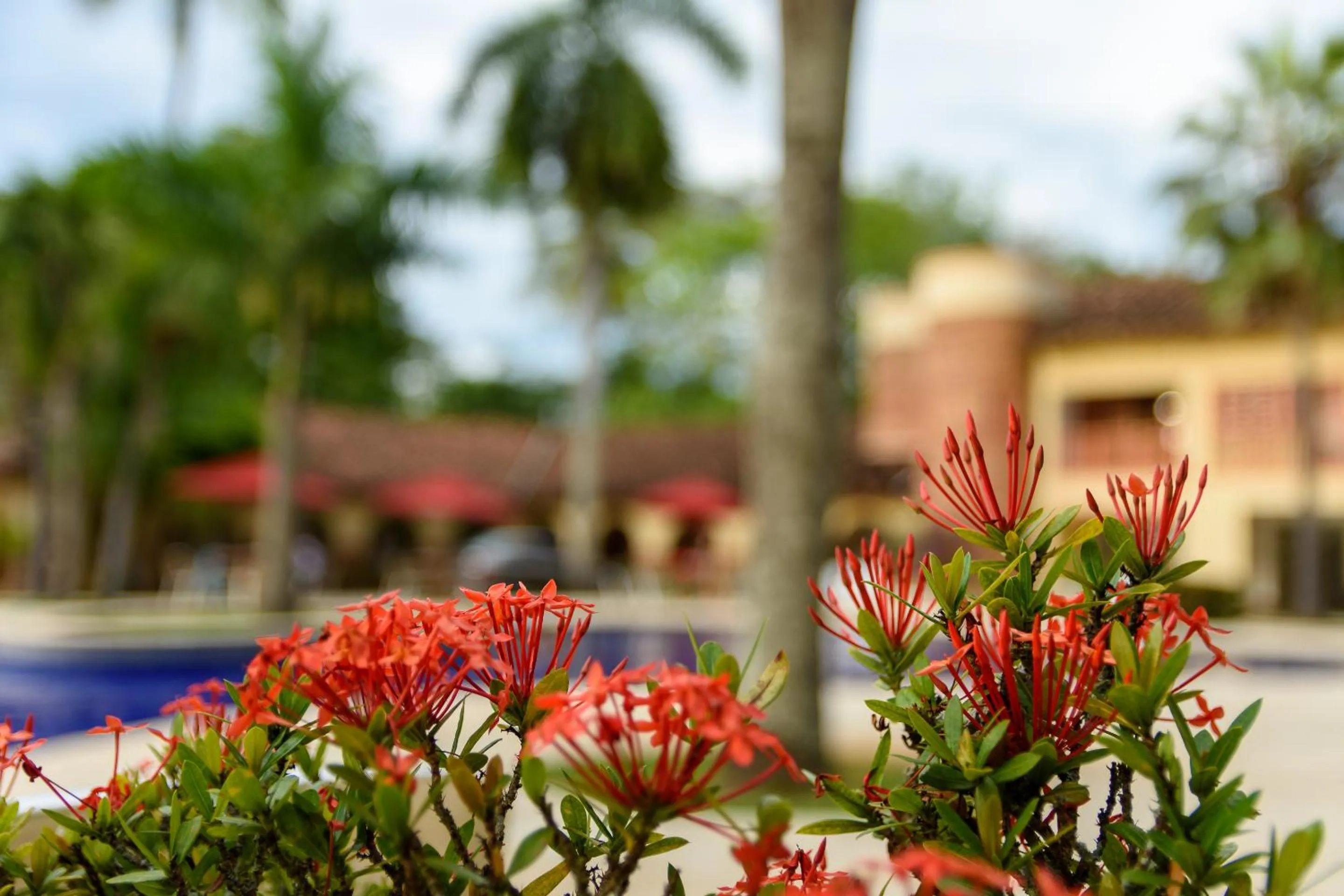 Garden view in Finca Hotel Guadalupe